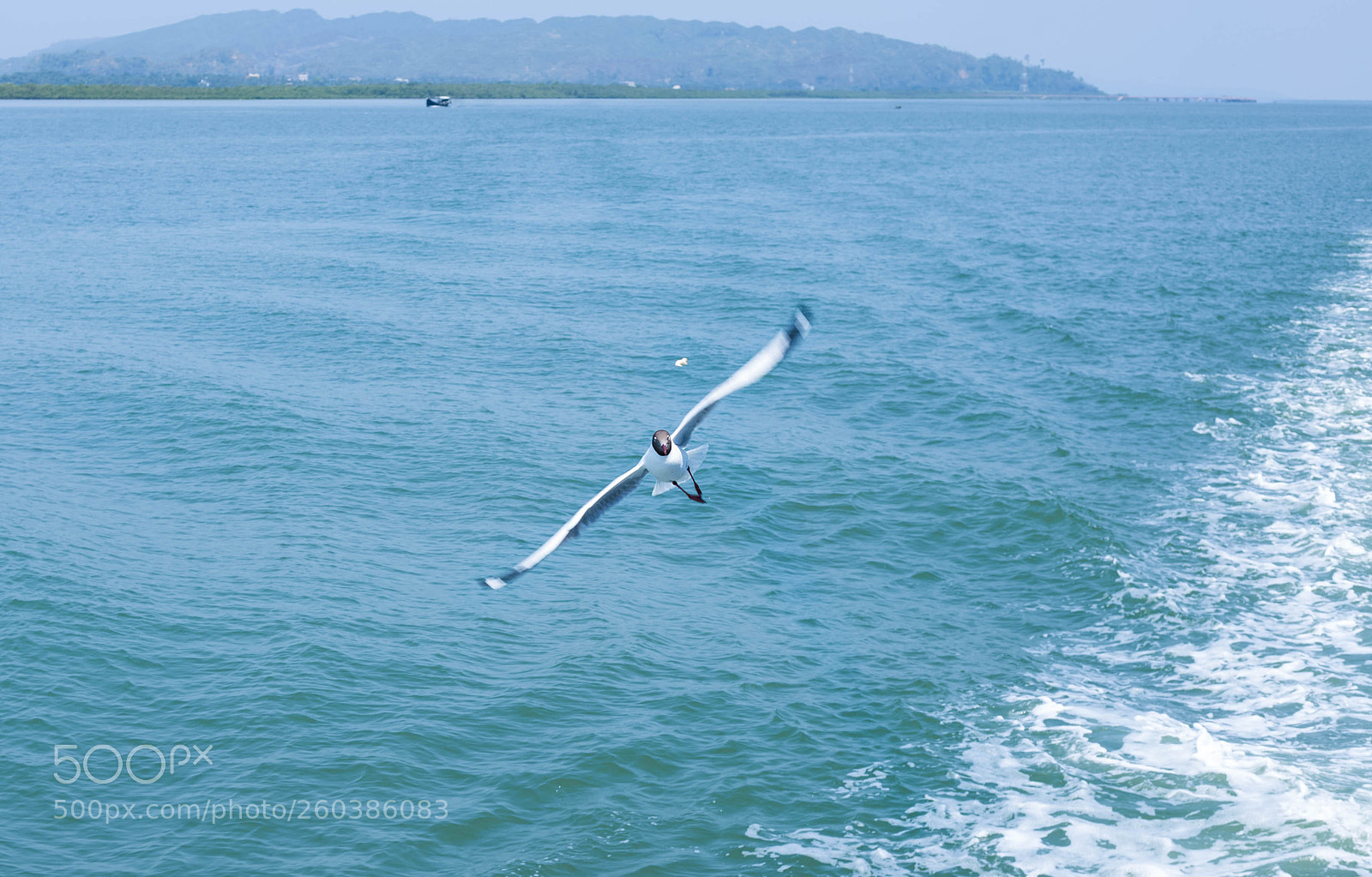 Canon EOS 6D sample photo. Seagull photography
