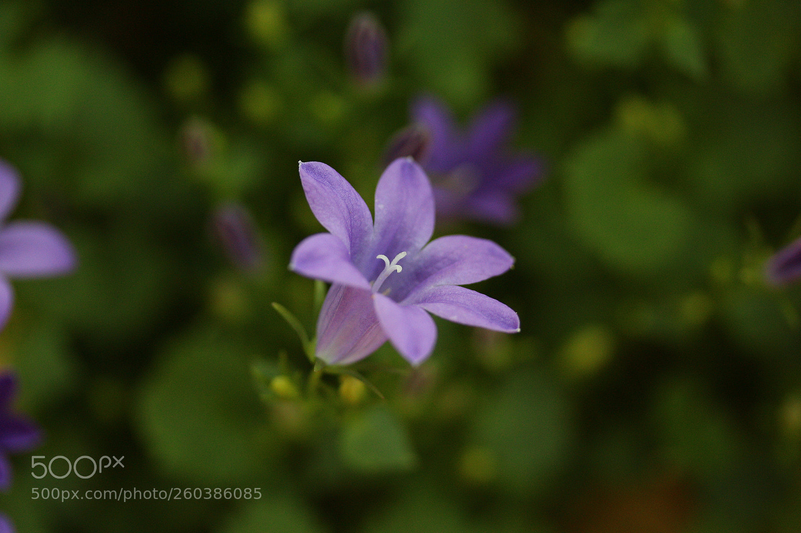 Canon EF-S 60mm F2.8 Macro USM sample photo. Outstanding purple flower photography