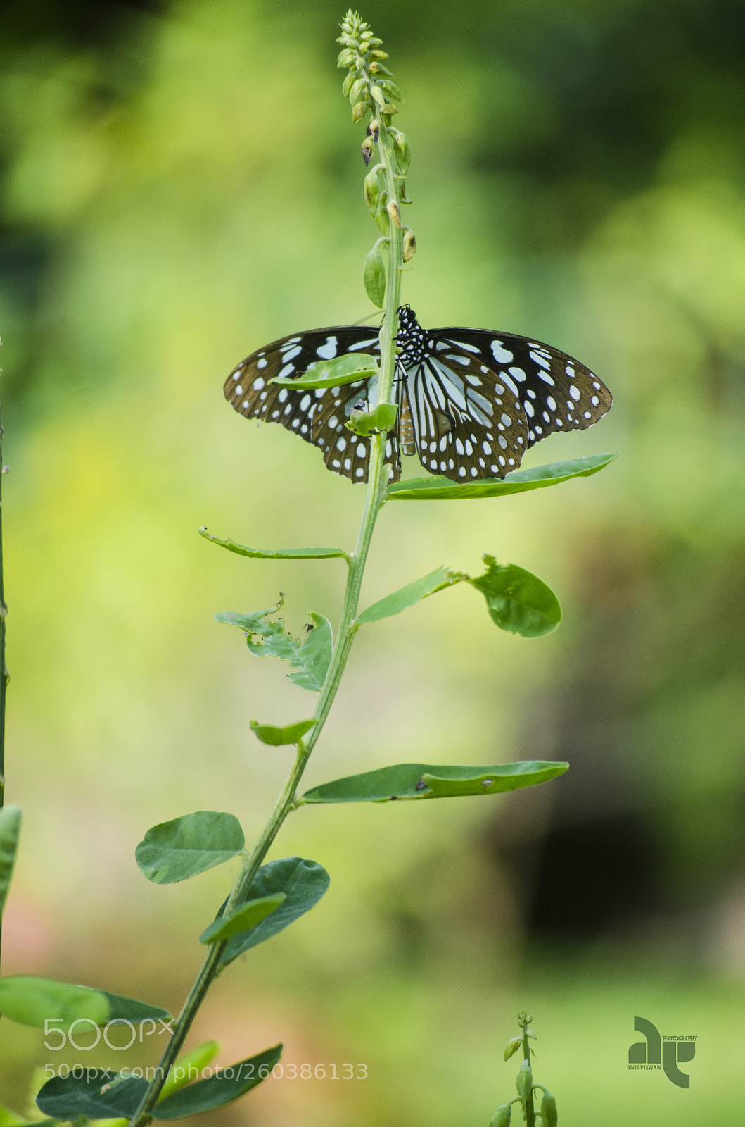 Nikon D7000 sample photo. One or two ? photography