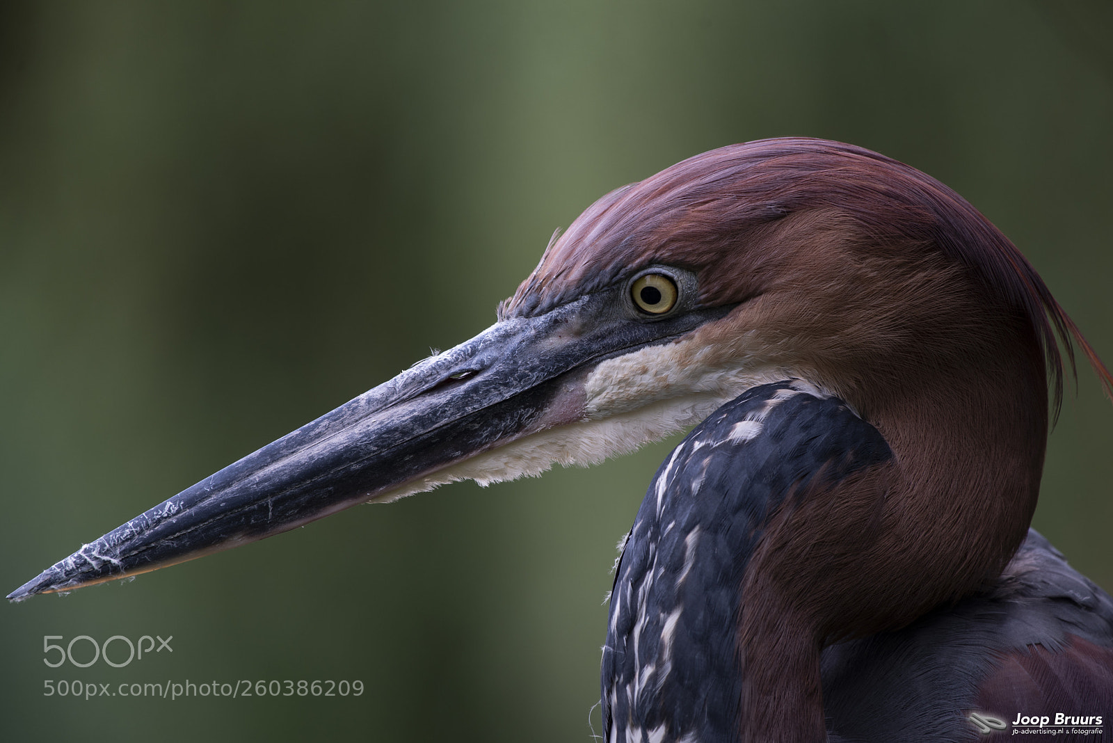 Nikon D750 sample photo. Goliath reiger photography