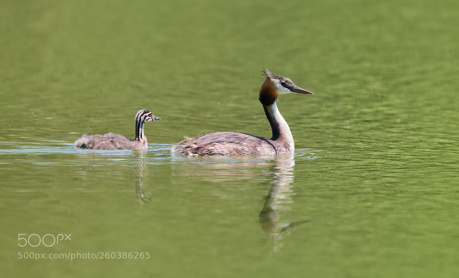 Nikon D850 sample photo. Great crested grebe photography