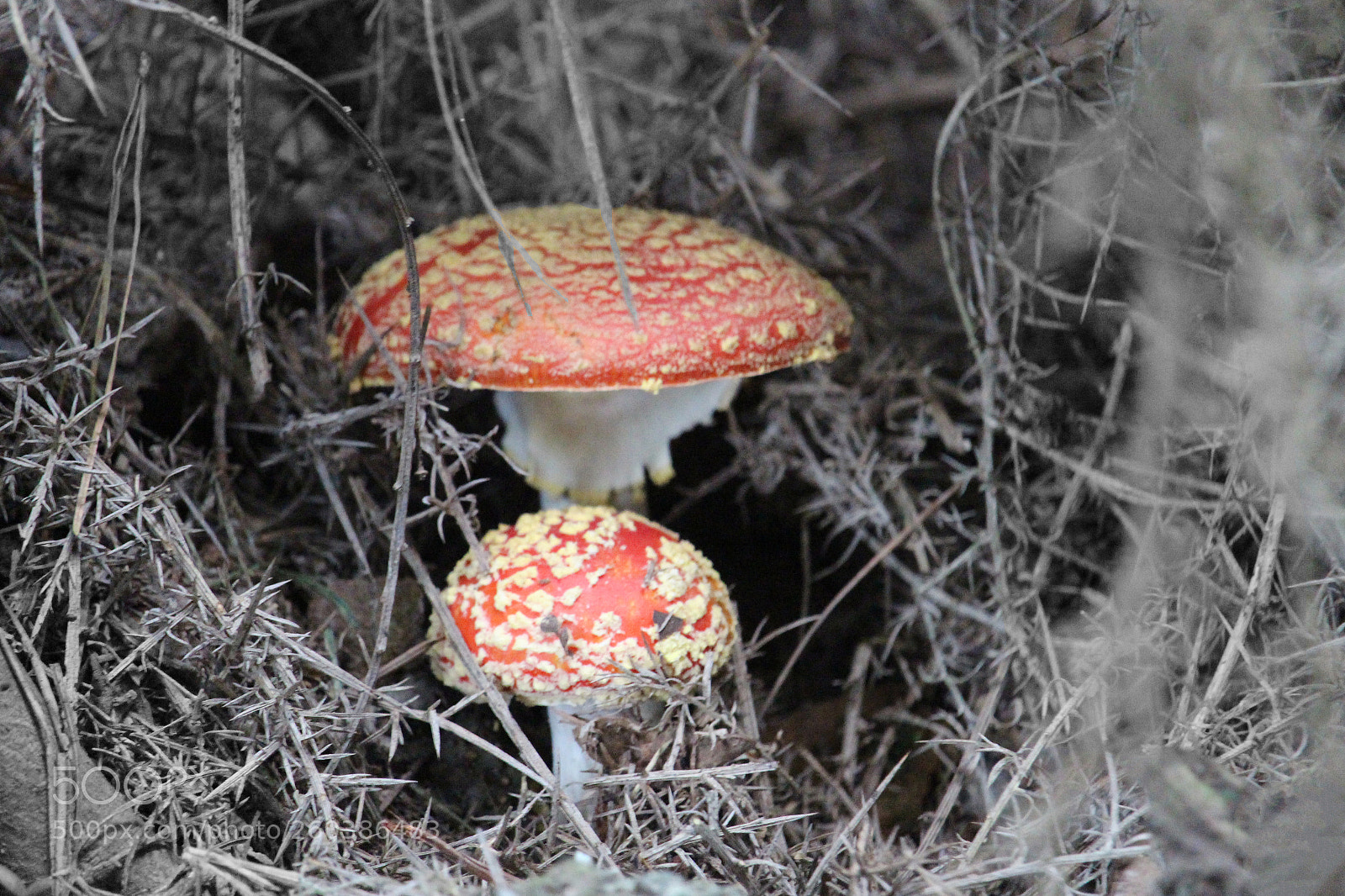 Canon EOS 700D (EOS Rebel T5i / EOS Kiss X7i) sample photo. Mushroom photography