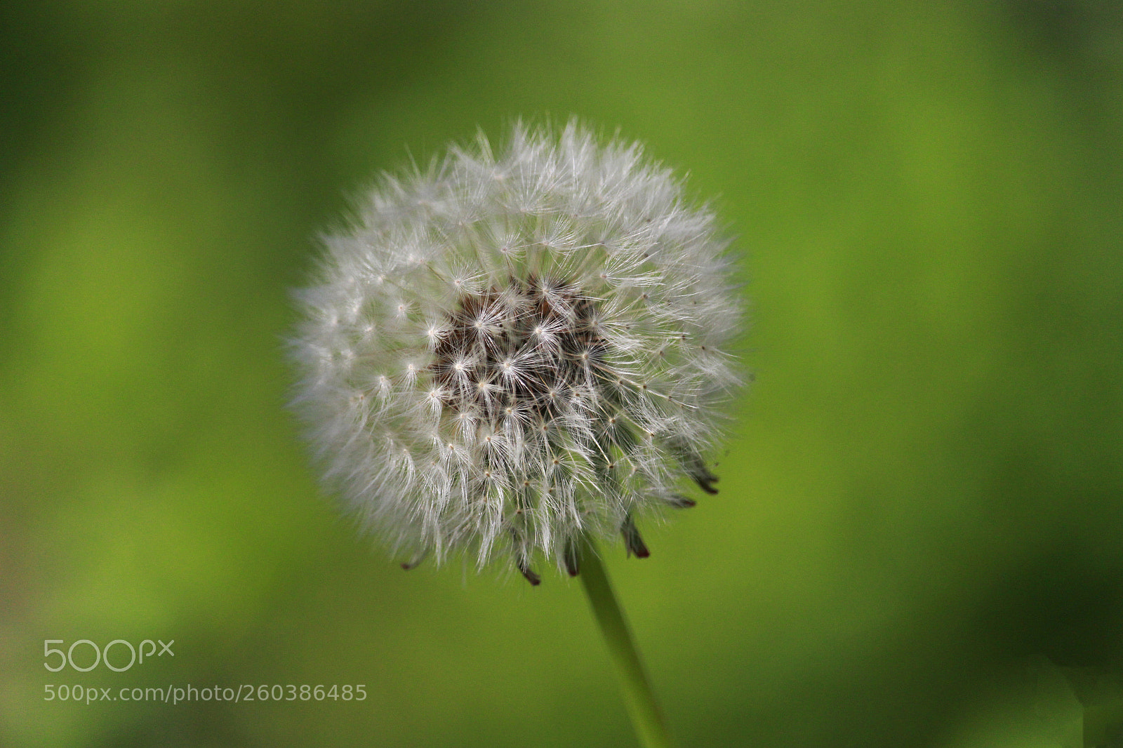 Canon EOS 700D (EOS Rebel T5i / EOS Kiss X7i) sample photo. Dandelion photography