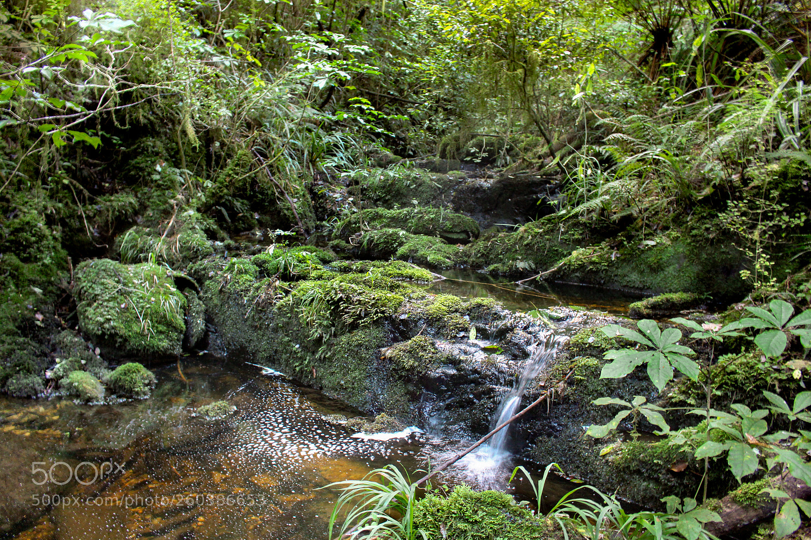 Canon EOS 700D (EOS Rebel T5i / EOS Kiss X7i) sample photo. Herbert forrest mini waterfall photography