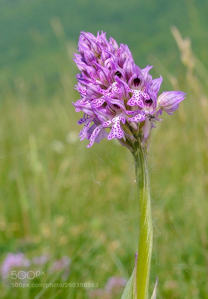 Olympus E-3 sample photo. Neotinea tridentata  ( three-toothed orchid) photography