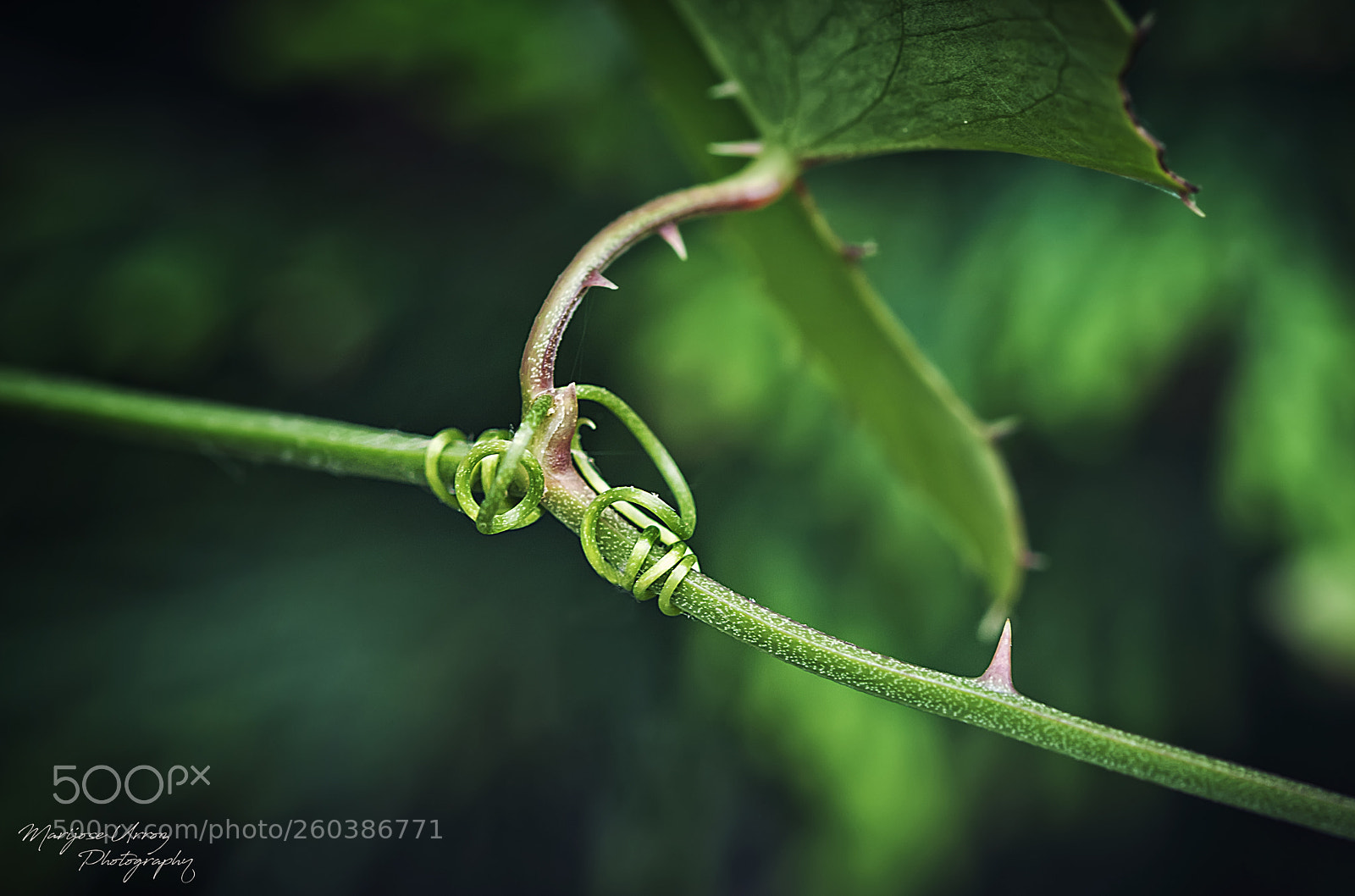 Nikon D300 sample photo. Caprichos de la naturaleza photography