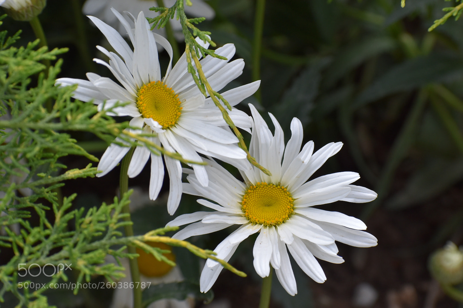 Nikon D5500 sample photo. Untitled photography