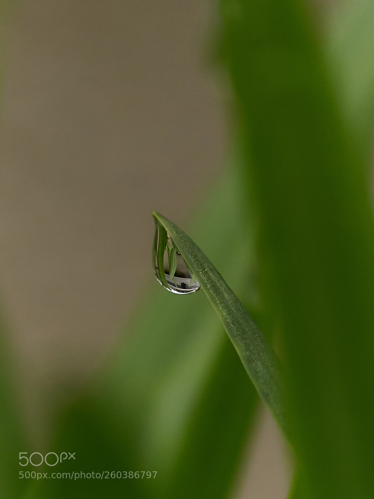 Sony ILCA-77M2 sample photo. Tautropfen photography