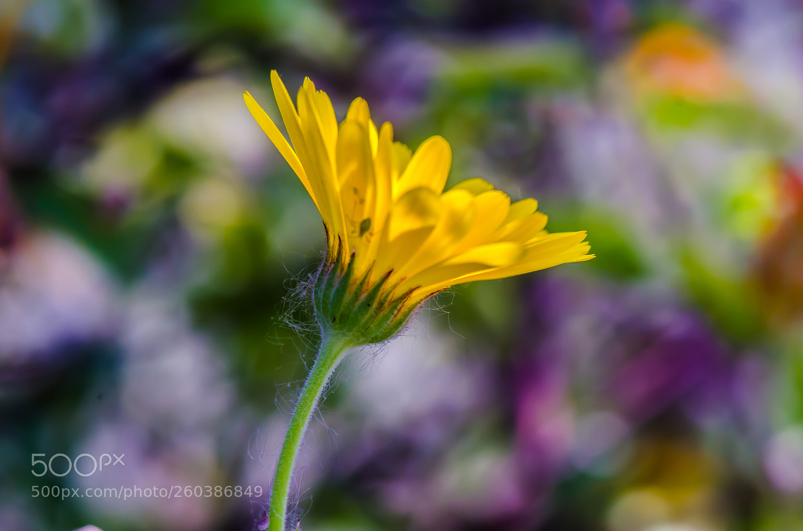 Nikon D7000 sample photo. Color puzzle photography