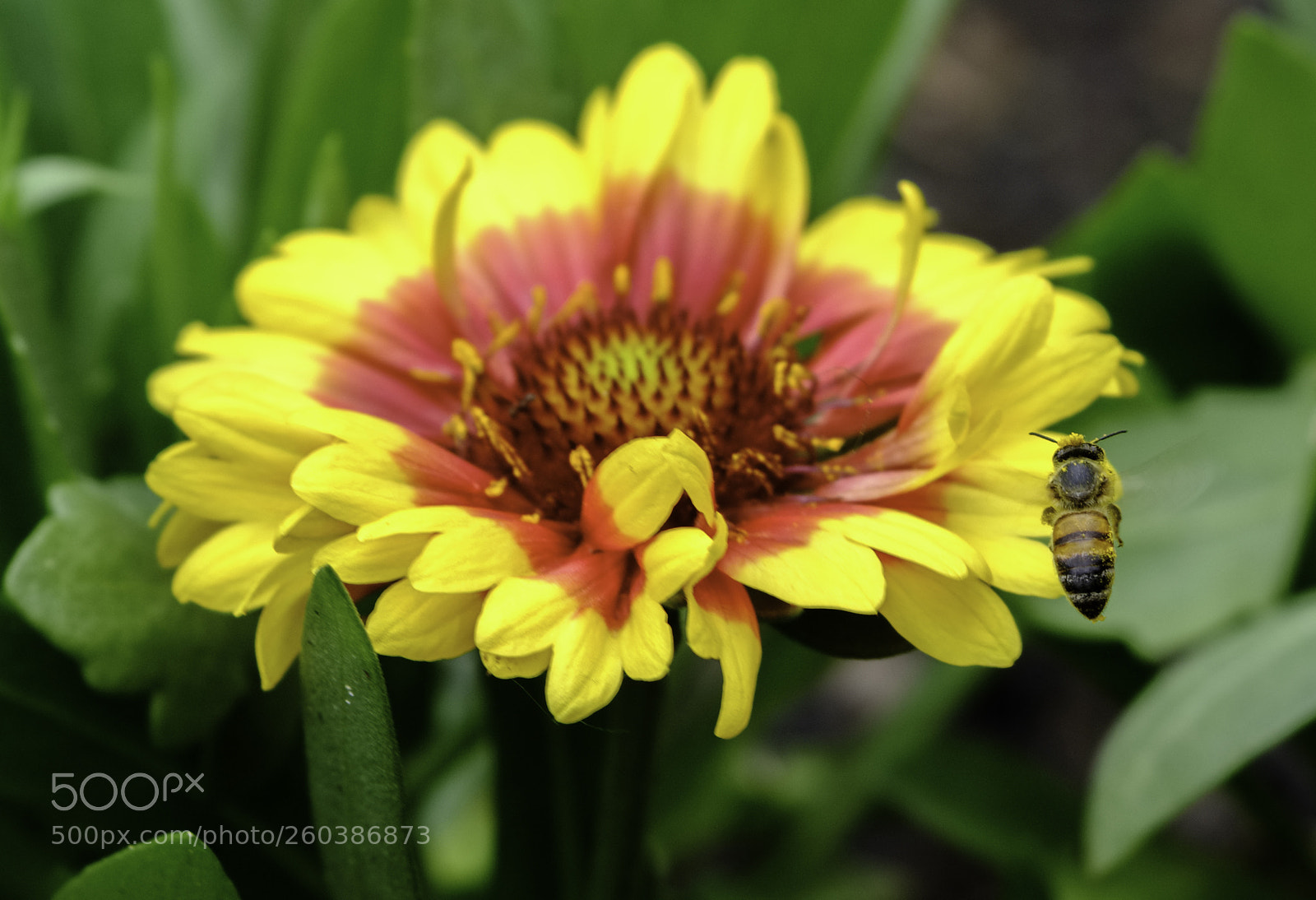 Fujifilm X-T2 sample photo. Busy bee photography