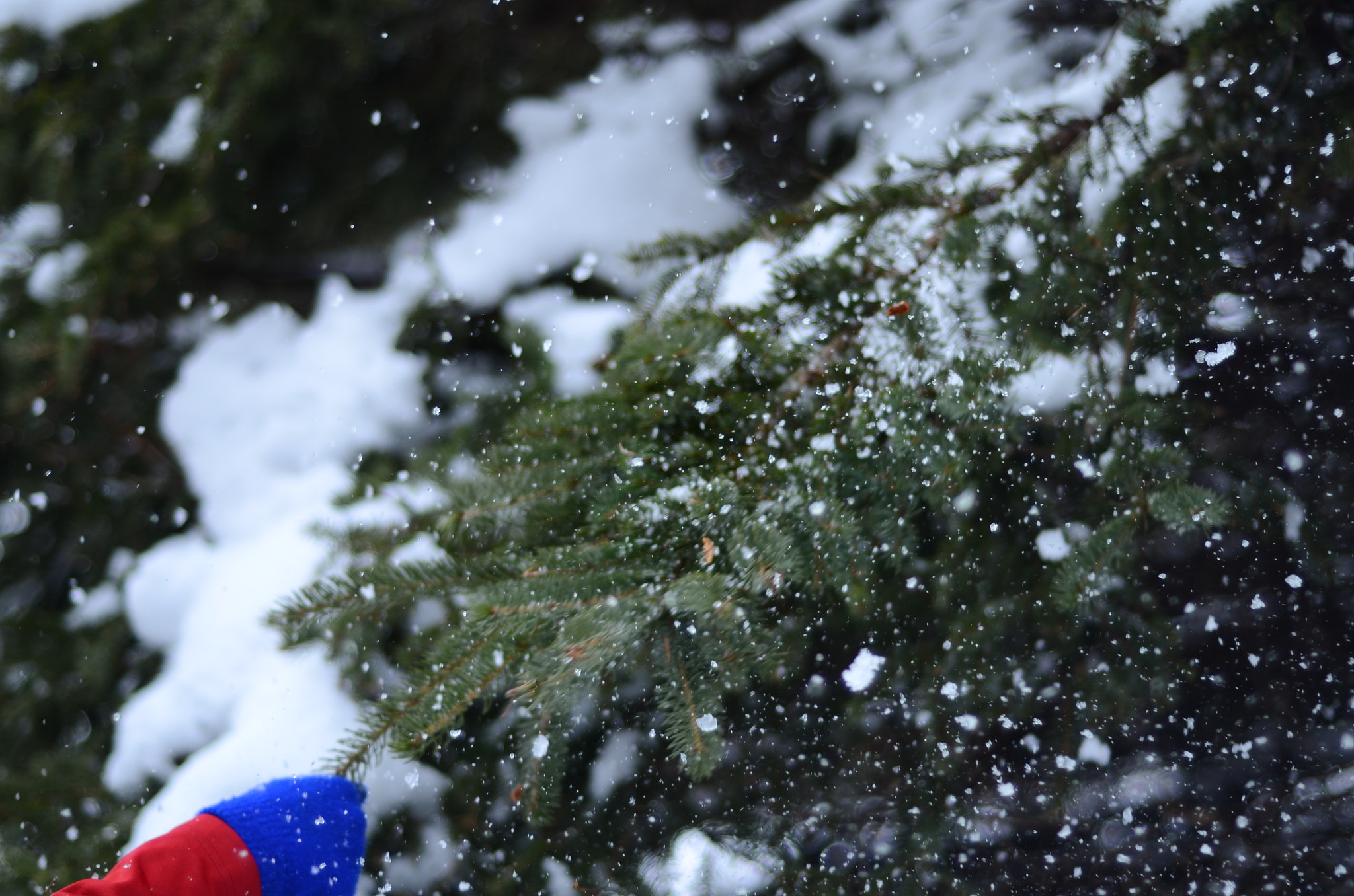 Nikon AF Nikkor 50mm F1.8D sample photo. Snow pretty photography