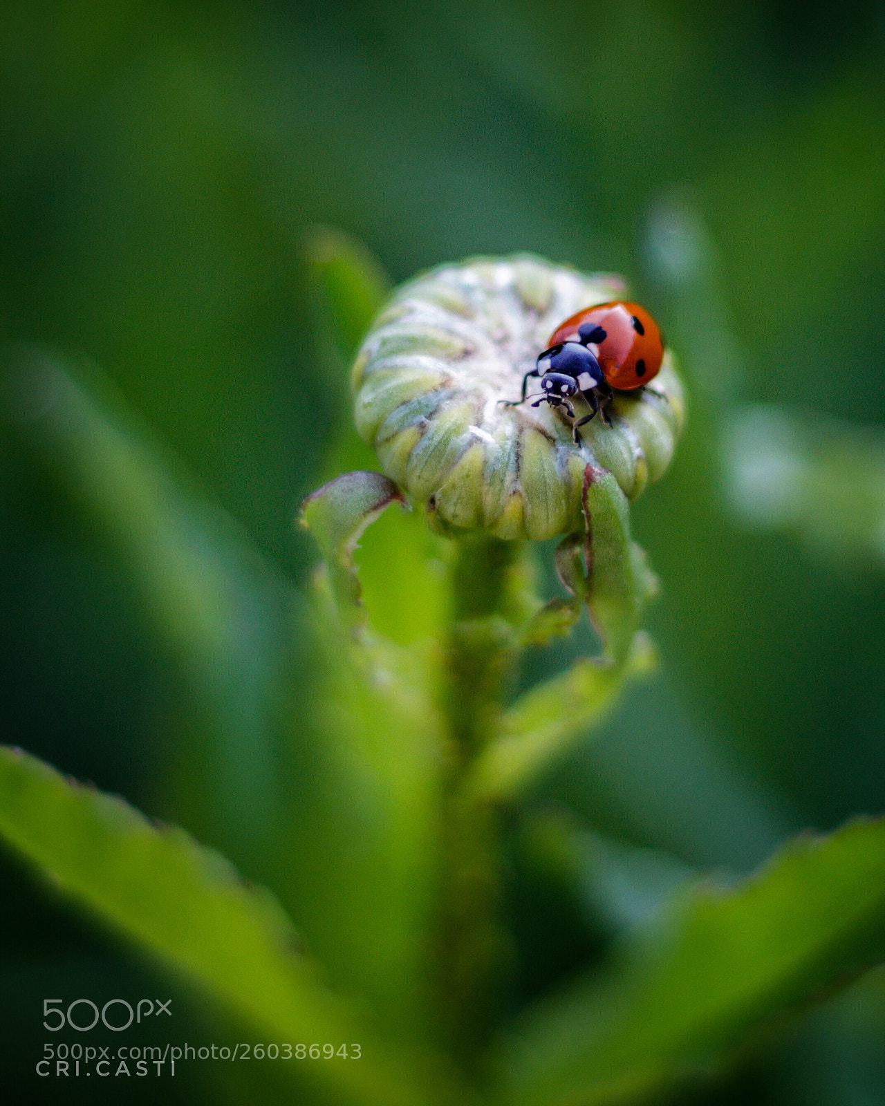 Canon EOS 1200D (EOS Rebel T5 / EOS Kiss X70 / EOS Hi) sample photo. Ladybug  photography