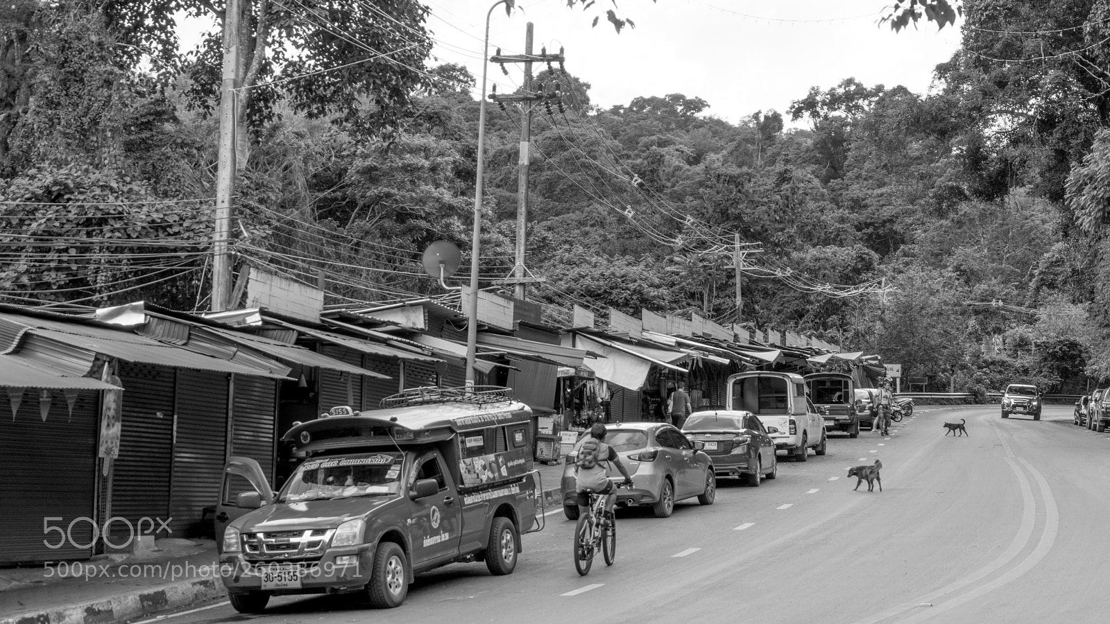 Sony a6500 sample photo. Bw jungle photography