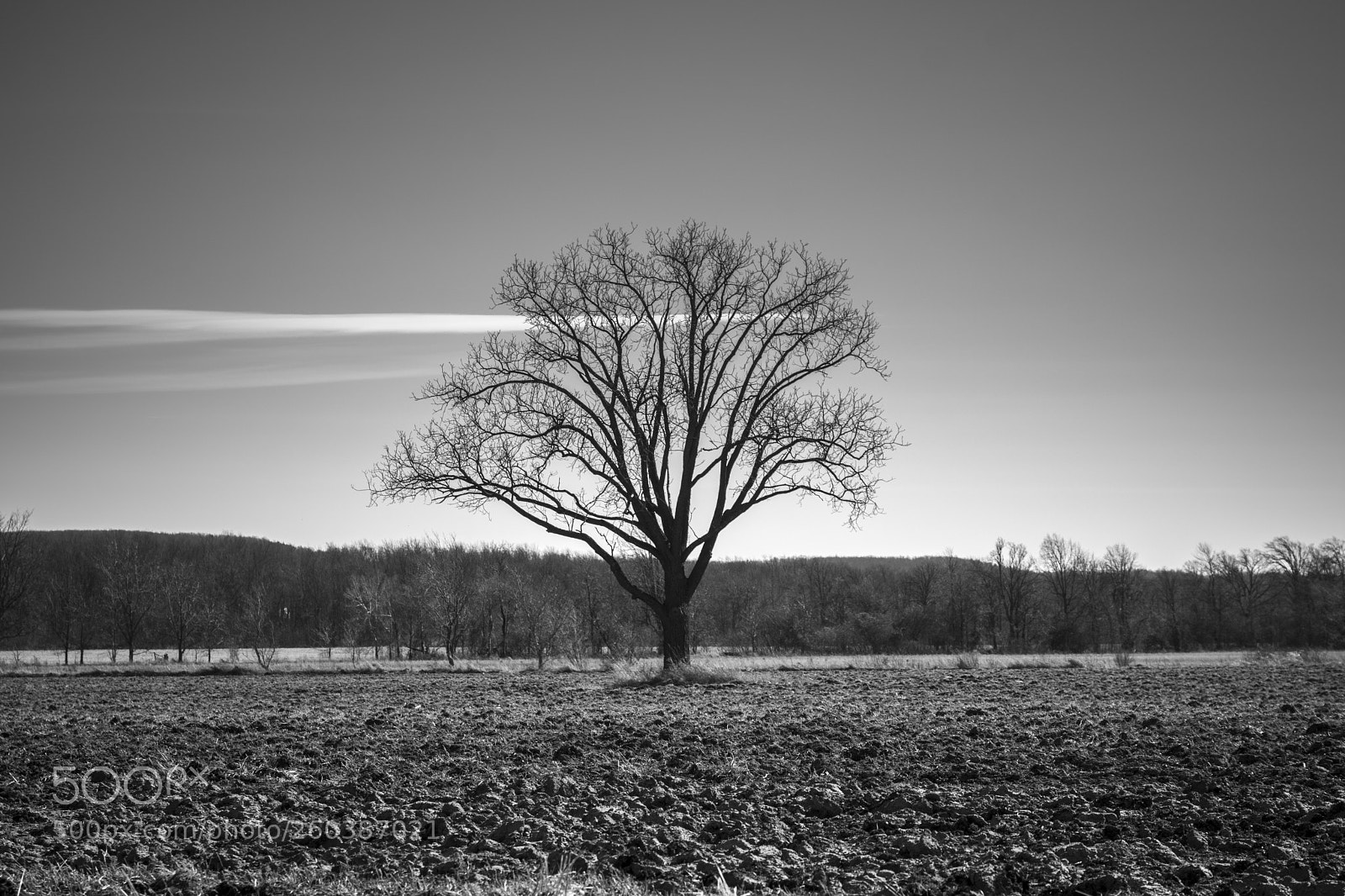 Nikon D3400 sample photo. Lonely tree photography
