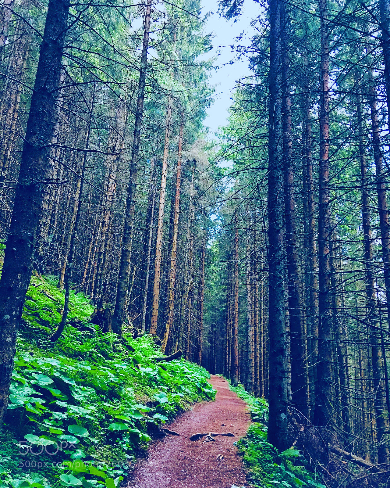Apple iPhone SE sample photo. Untitled photography