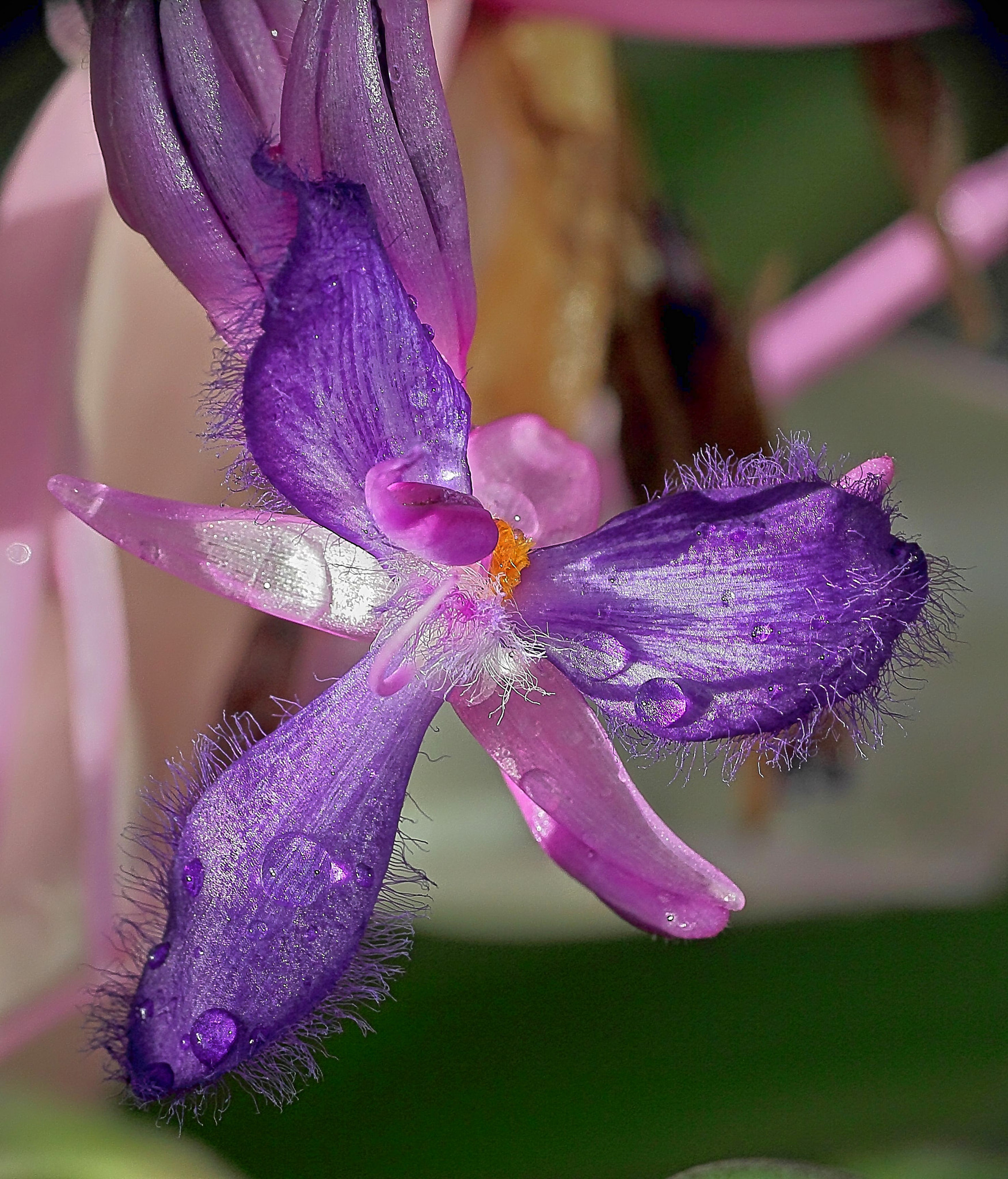 Sigma 18-125mm F3.8-5.6 DC OS HSM sample photo. Orchidee 2 photography