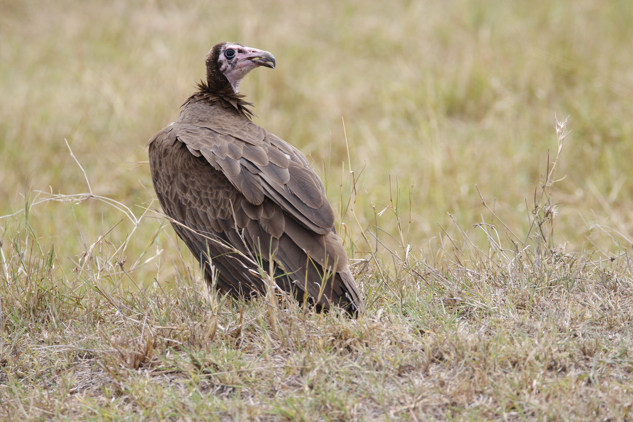 Tamron SP 150-600mm F5-6.3 Di VC USD sample photo. Mg photography