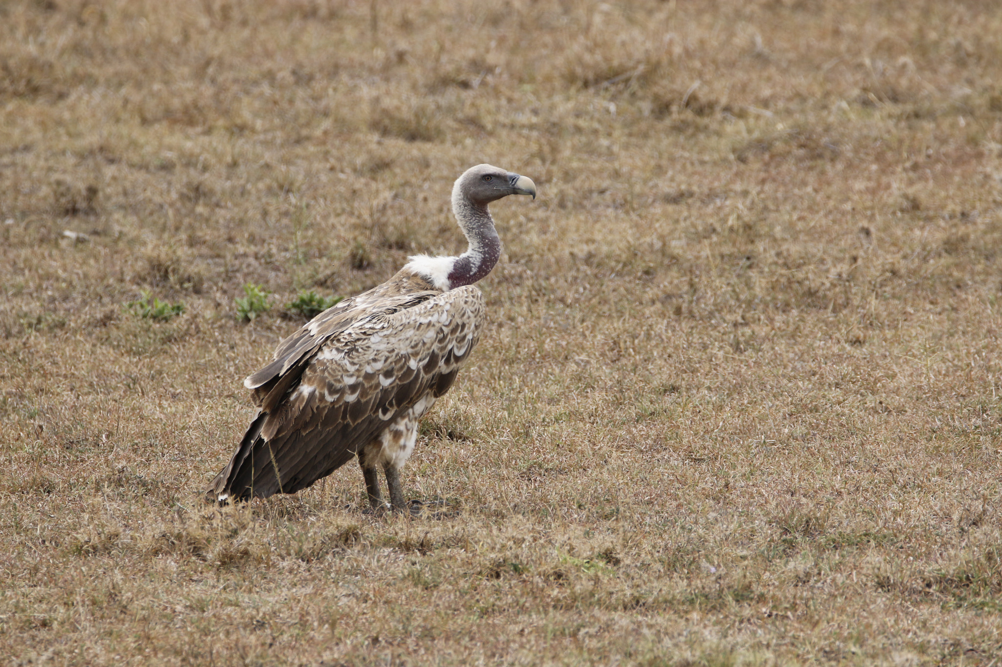 Tamron SP 150-600mm F5-6.3 Di VC USD sample photo. Mg photography