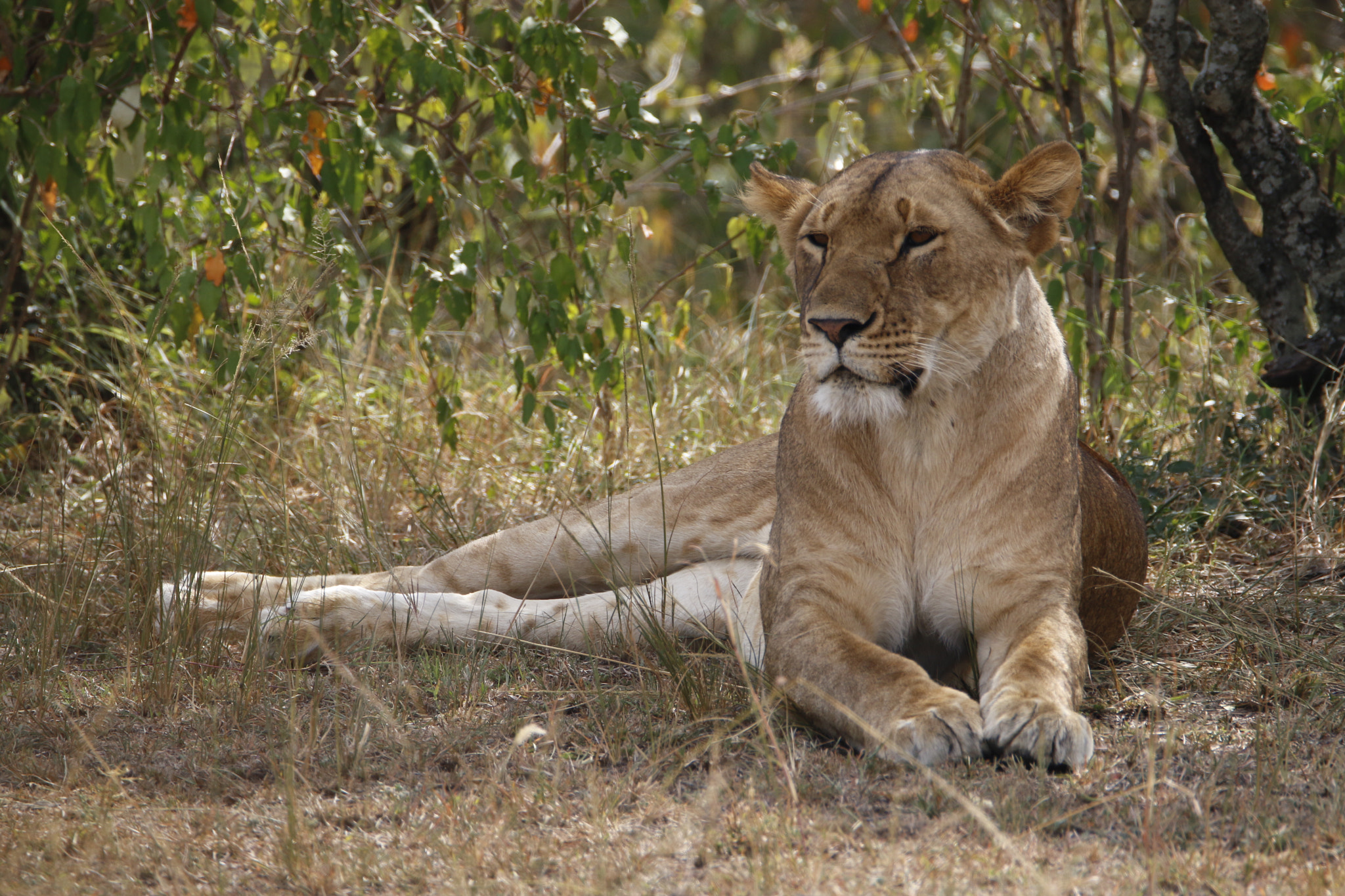Tamron SP 150-600mm F5-6.3 Di VC USD sample photo. Mg photography