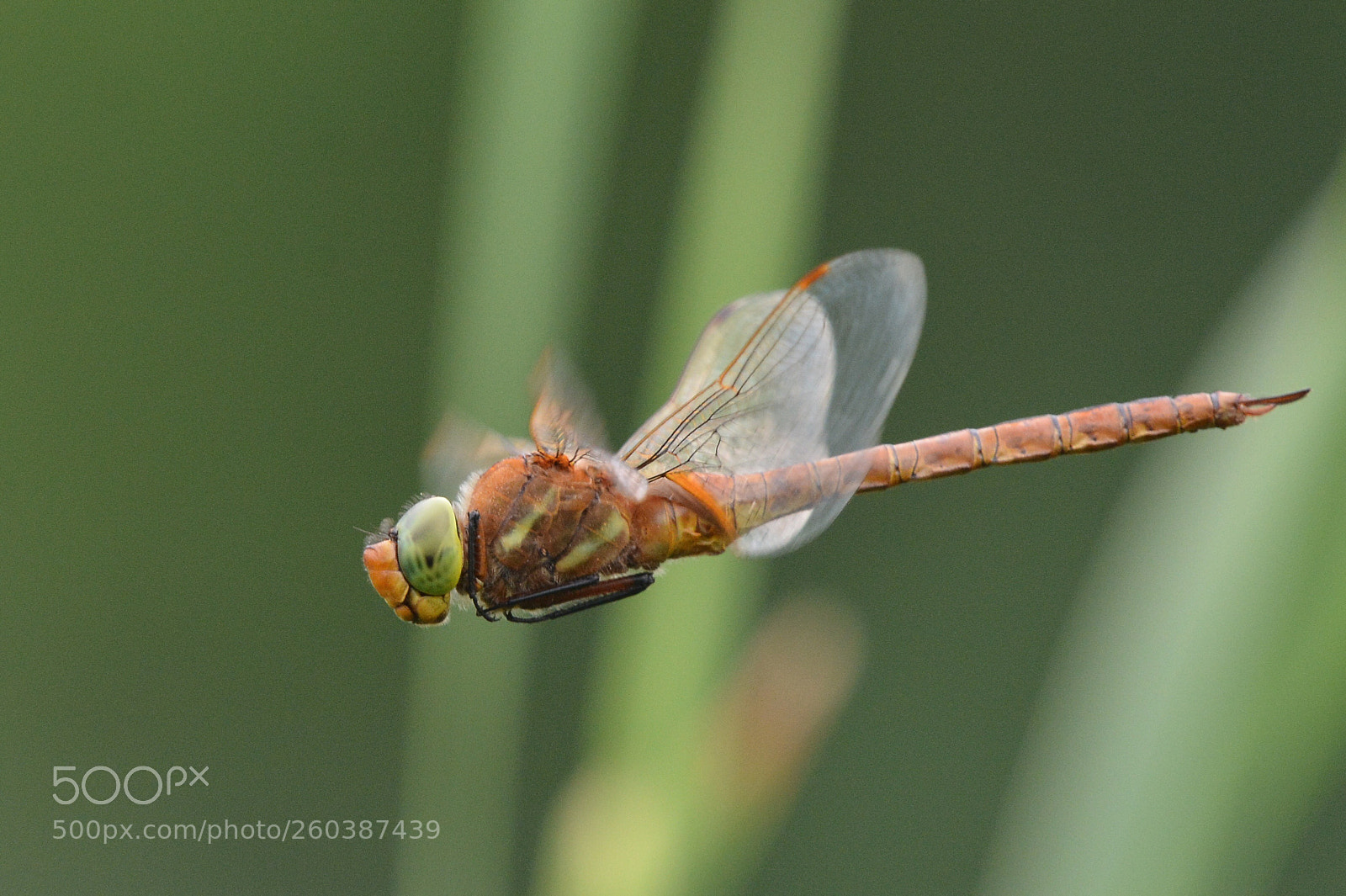 Nikon D7100 sample photo. Dragonfly photography