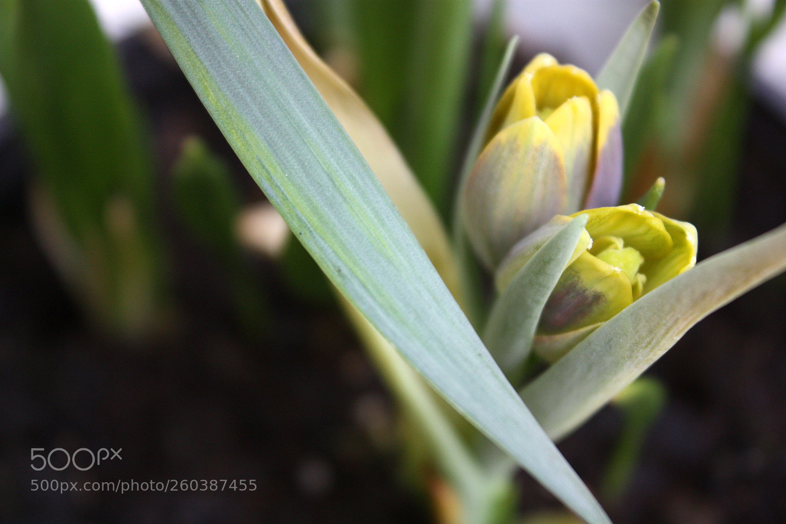 Canon EOS 450D (EOS Rebel XSi / EOS Kiss X2) sample photo. Fritillaria michailovskyi photography