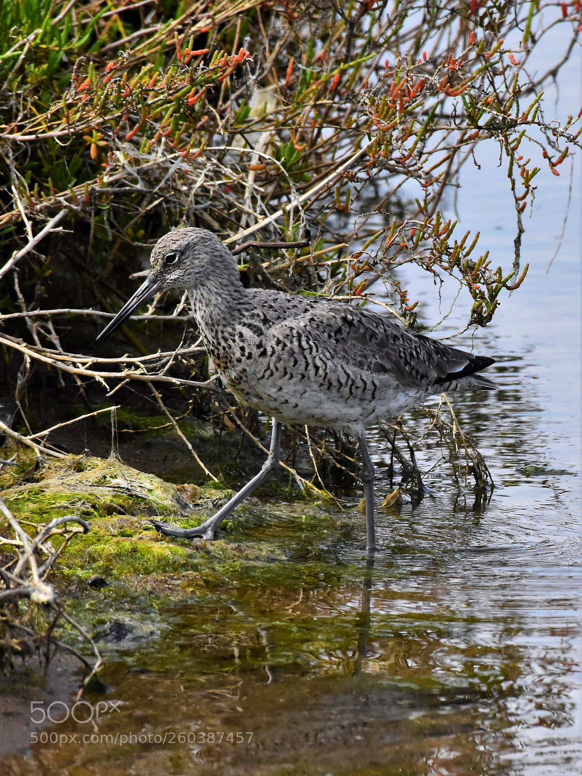 Nikon D7200 sample photo. Willet in context. photography