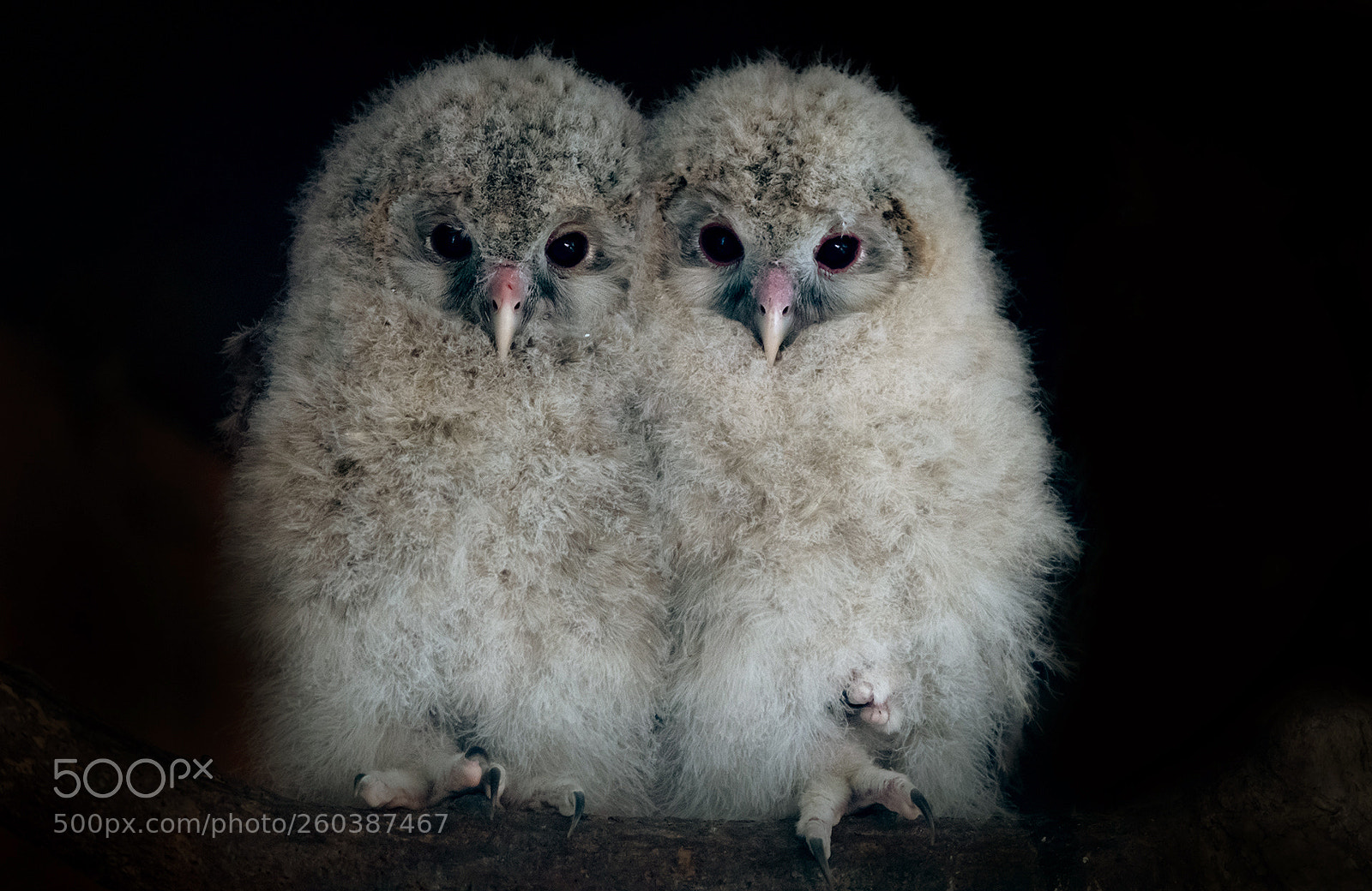 Nikon D850 sample photo. Hawk owl baby photography
