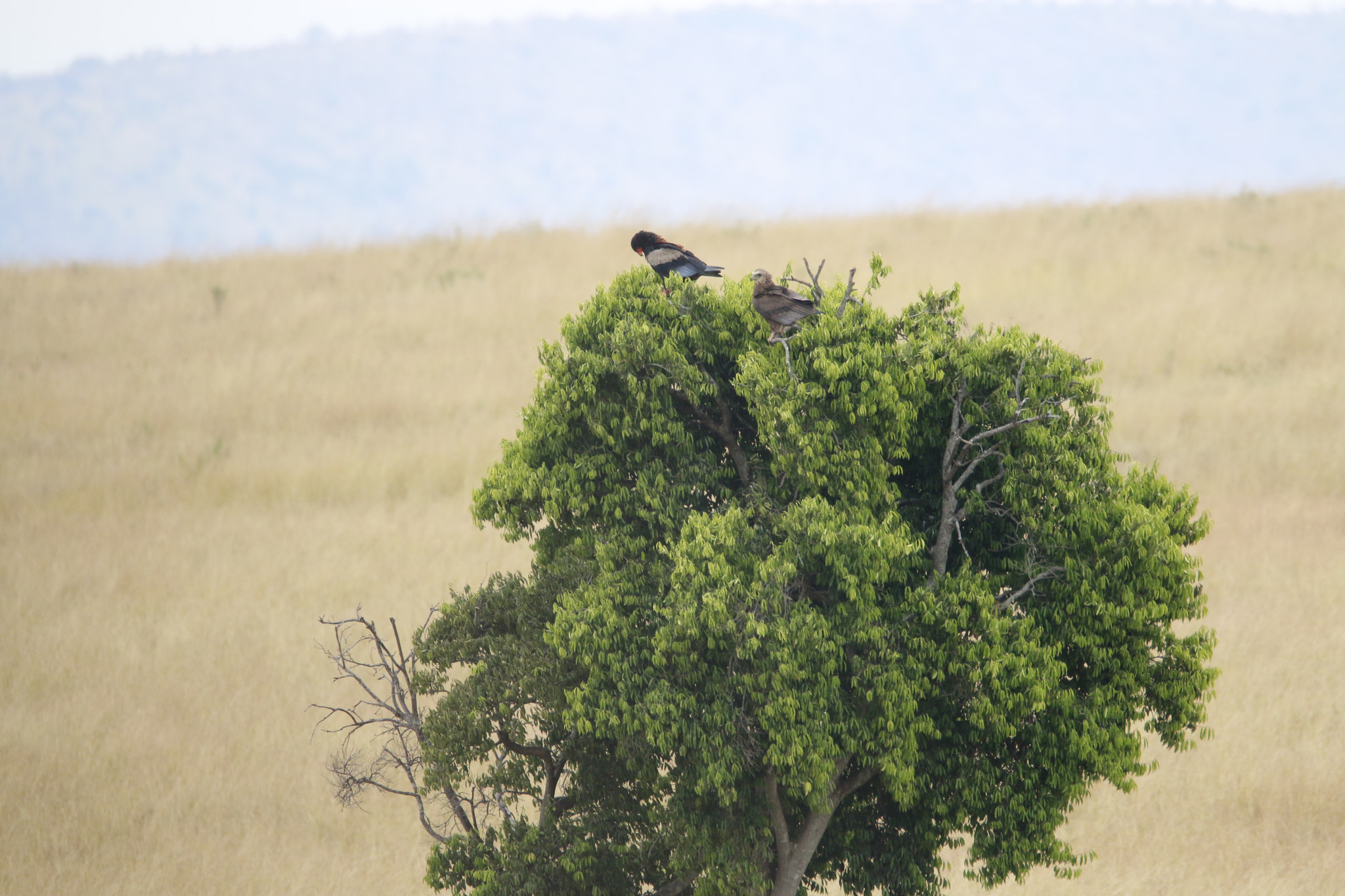 Tamron SP 150-600mm F5-6.3 Di VC USD sample photo. Mg photography