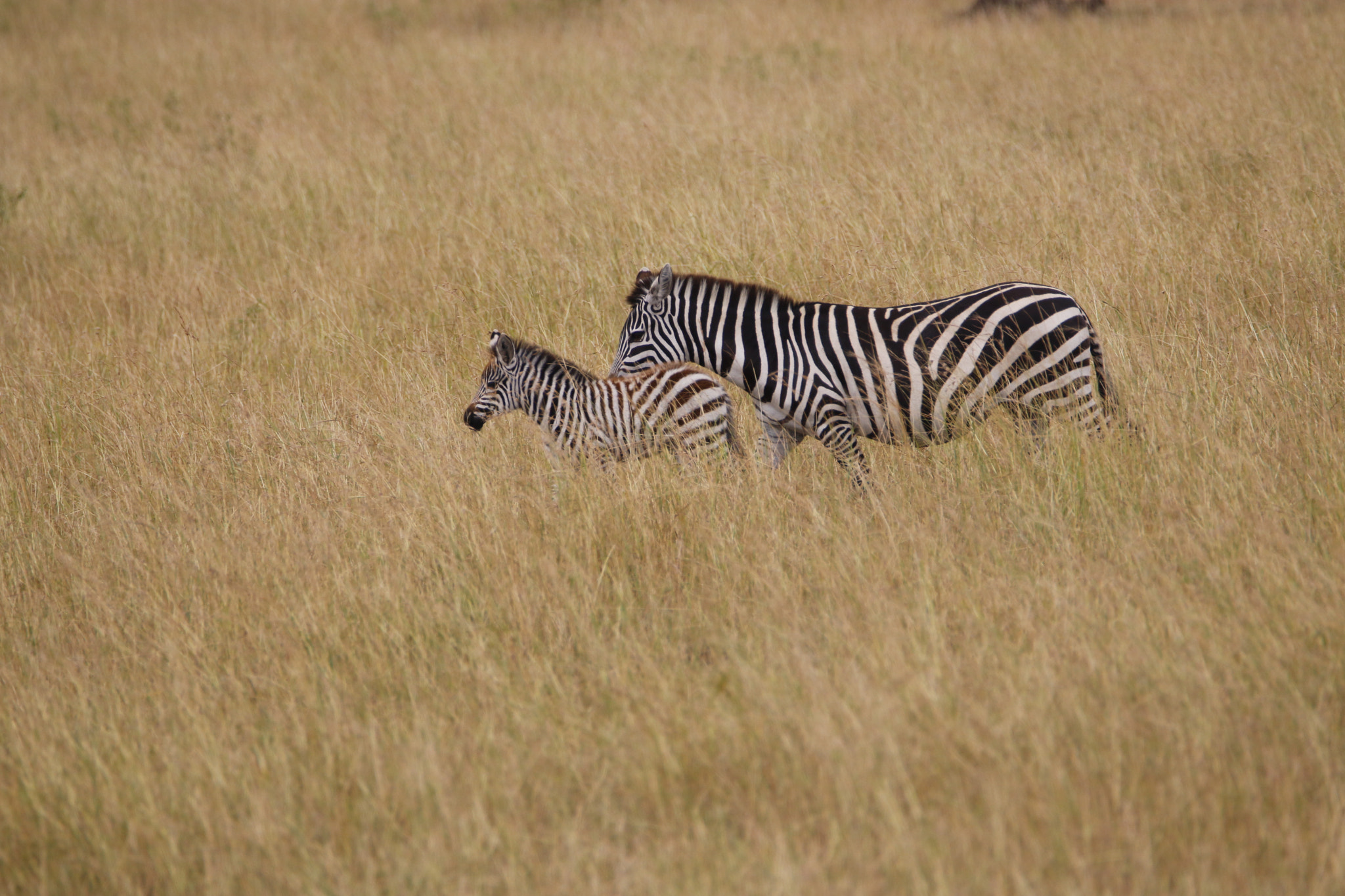 Tamron SP 150-600mm F5-6.3 Di VC USD sample photo. Mg photography