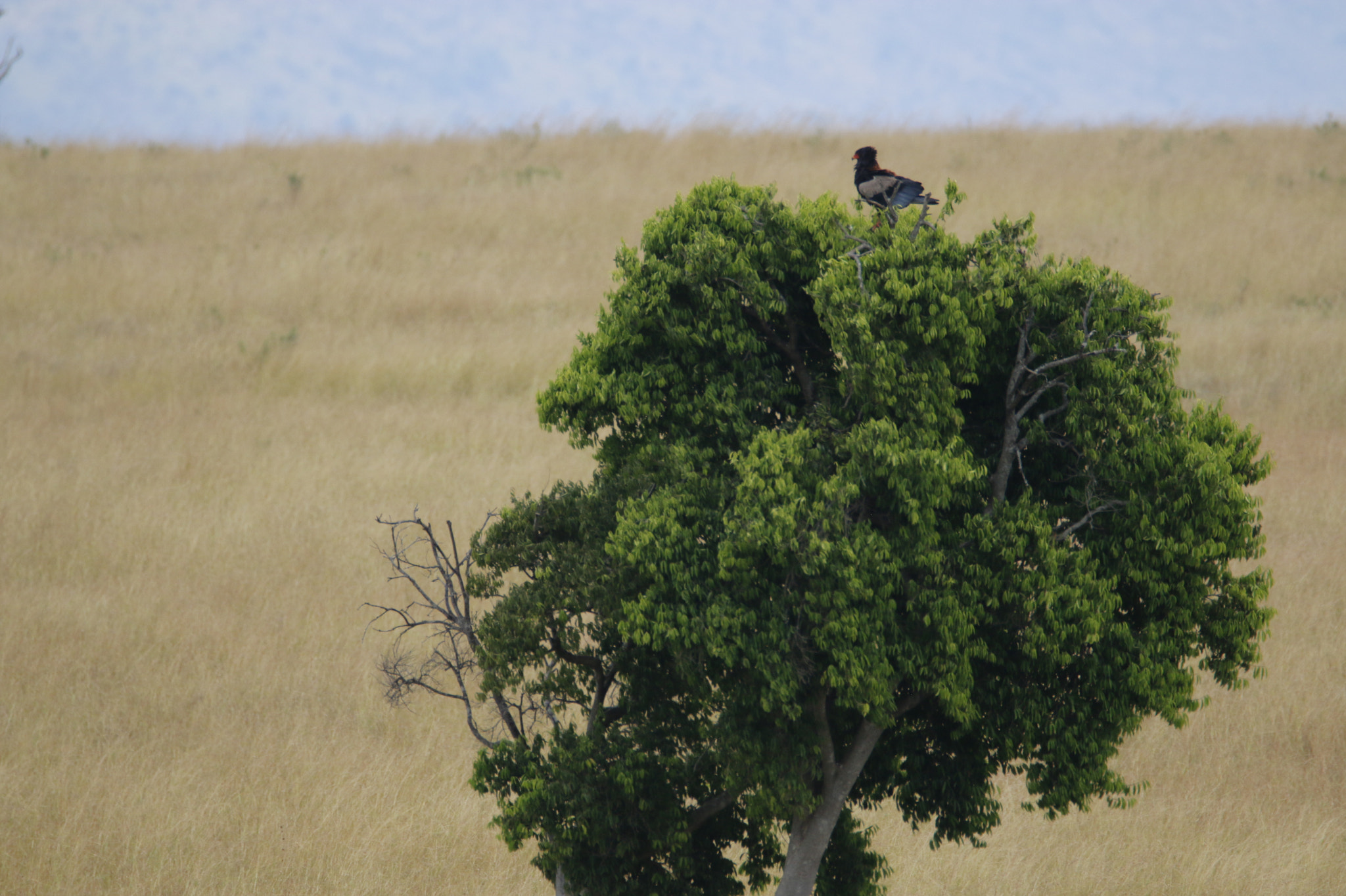Tamron SP 150-600mm F5-6.3 Di VC USD sample photo. Mg photography