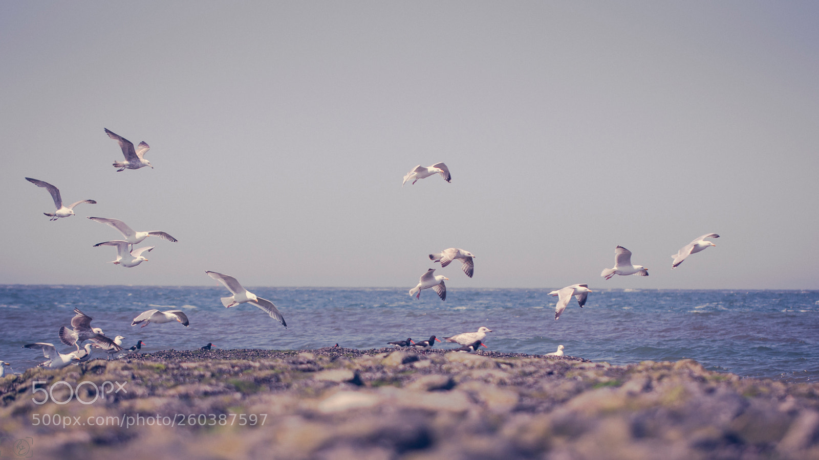 Canon EOS 70D sample photo. Flying photography