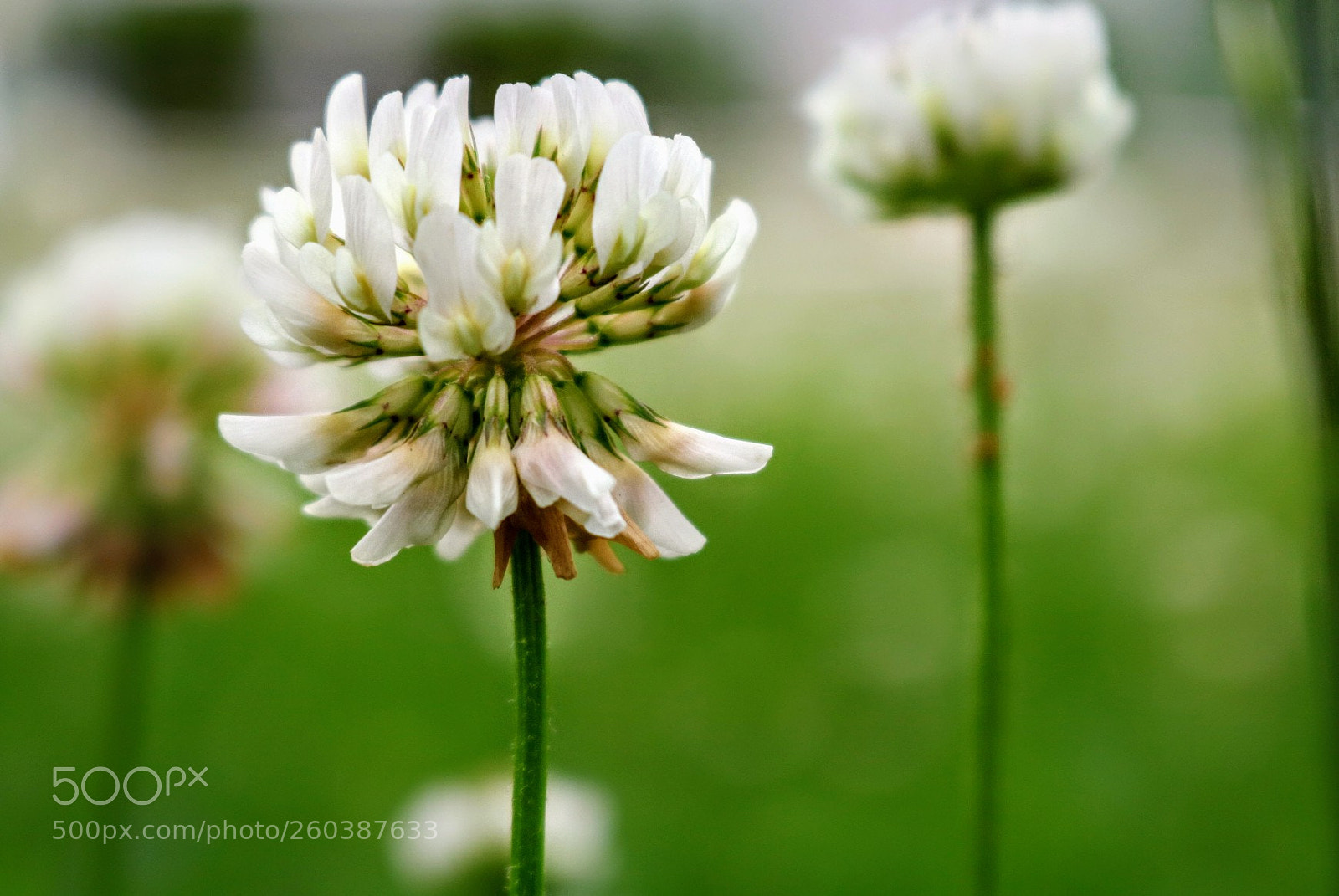 Canon EOS 750D (EOS Rebel T6i / EOS Kiss X8i) sample photo. Clover photography