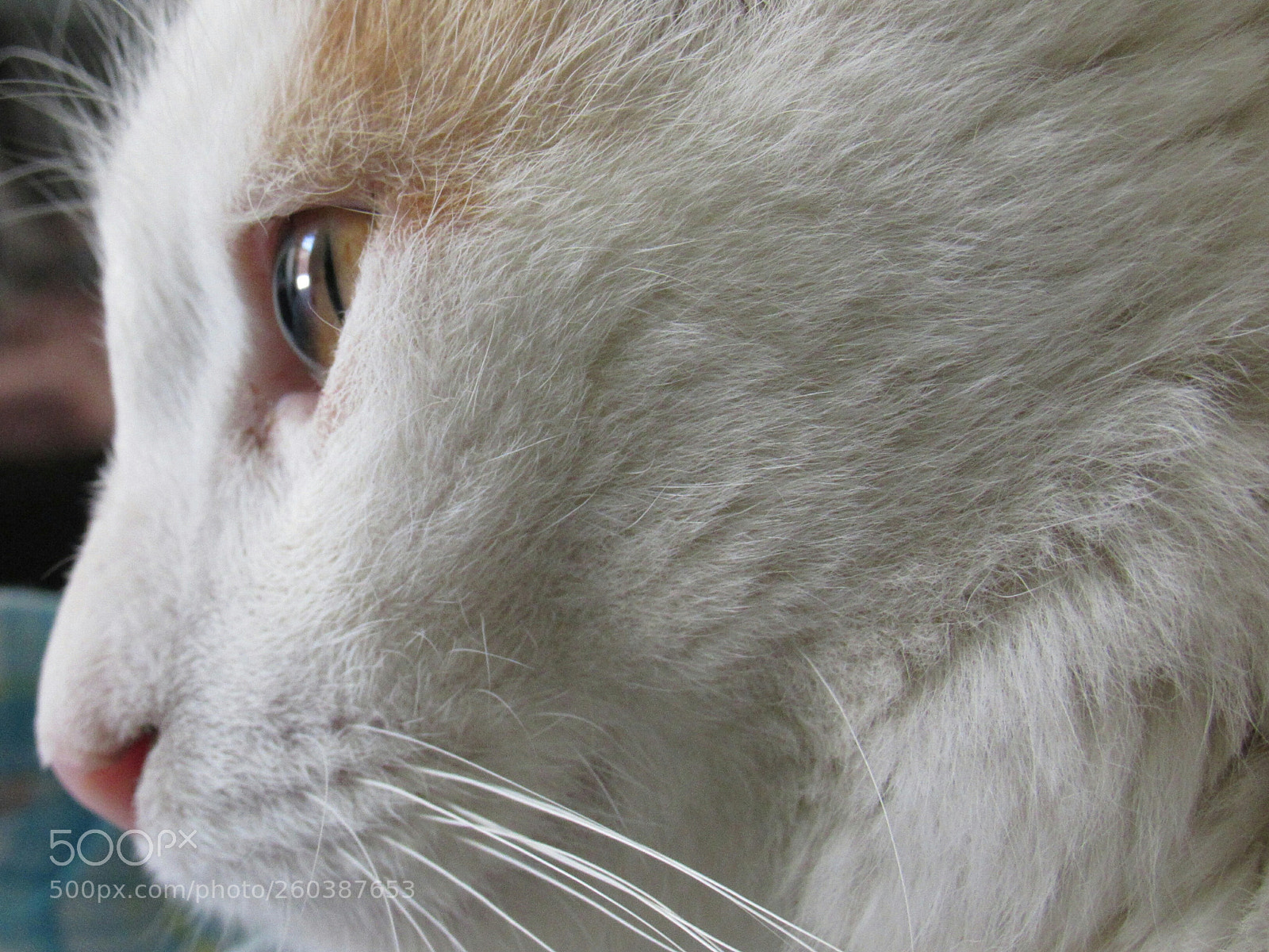 Canon PowerShot SX530 HS sample photo. Bigotes photography
