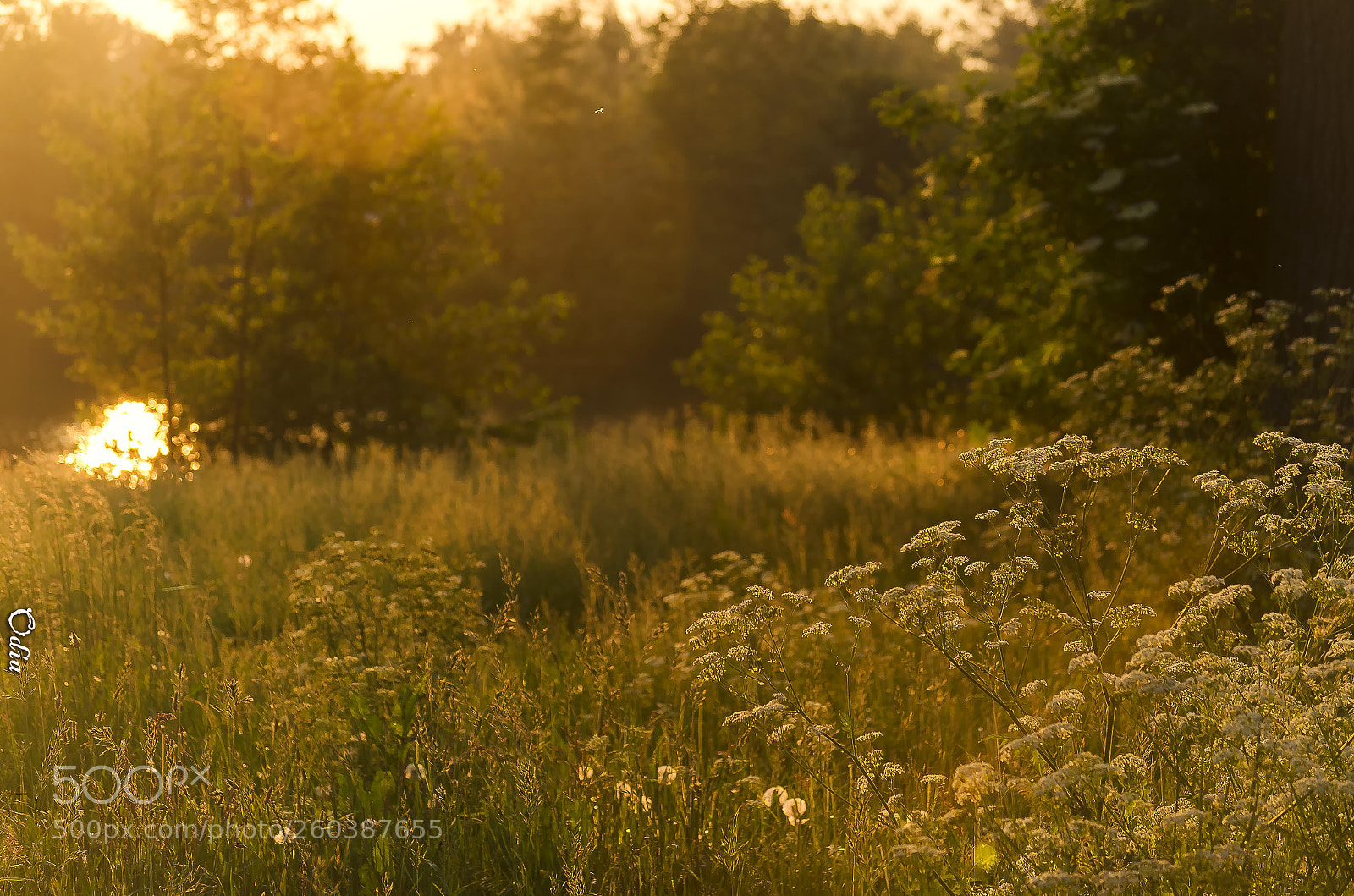 Nikon D5100 sample photo. Fields of gold photography