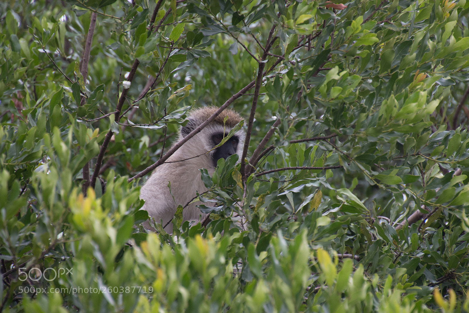 Canon EOS 70D sample photo. Mg photography