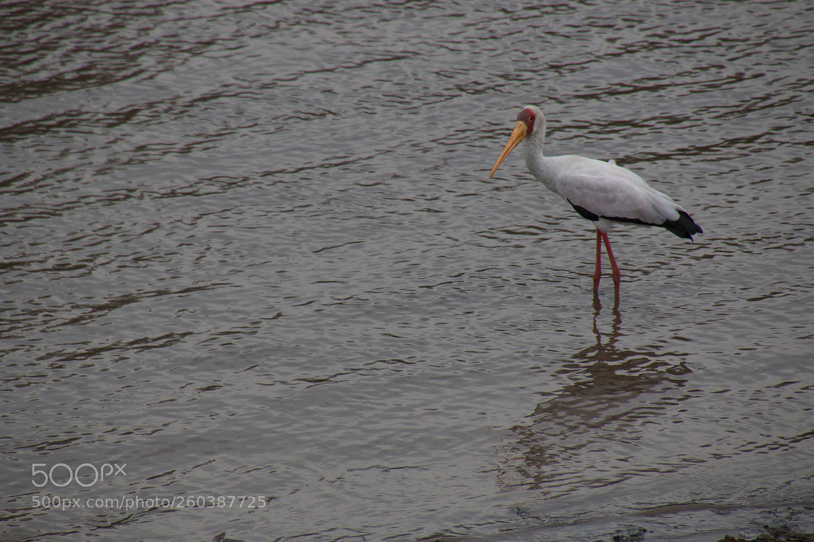 Canon EOS 70D sample photo. Mg photography