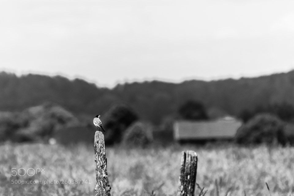 Nikon D5500 sample photo. Black and white landscpae photography