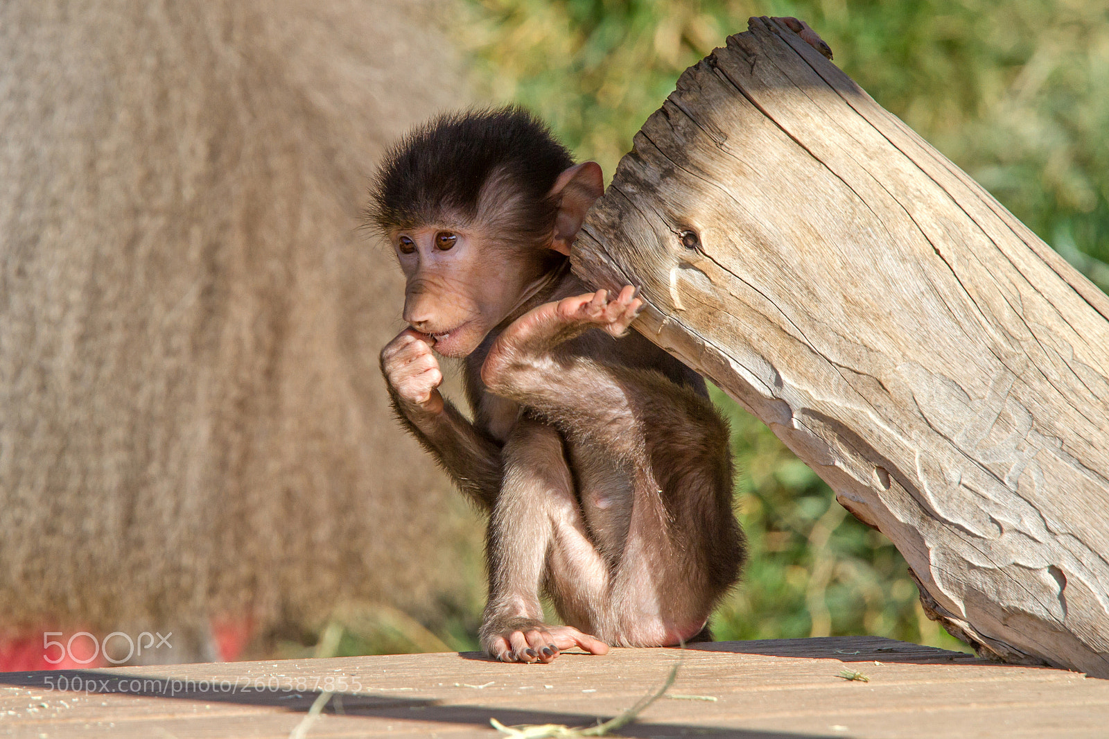 Canon EOS 7D sample photo. Baby baboon lifting weight photography