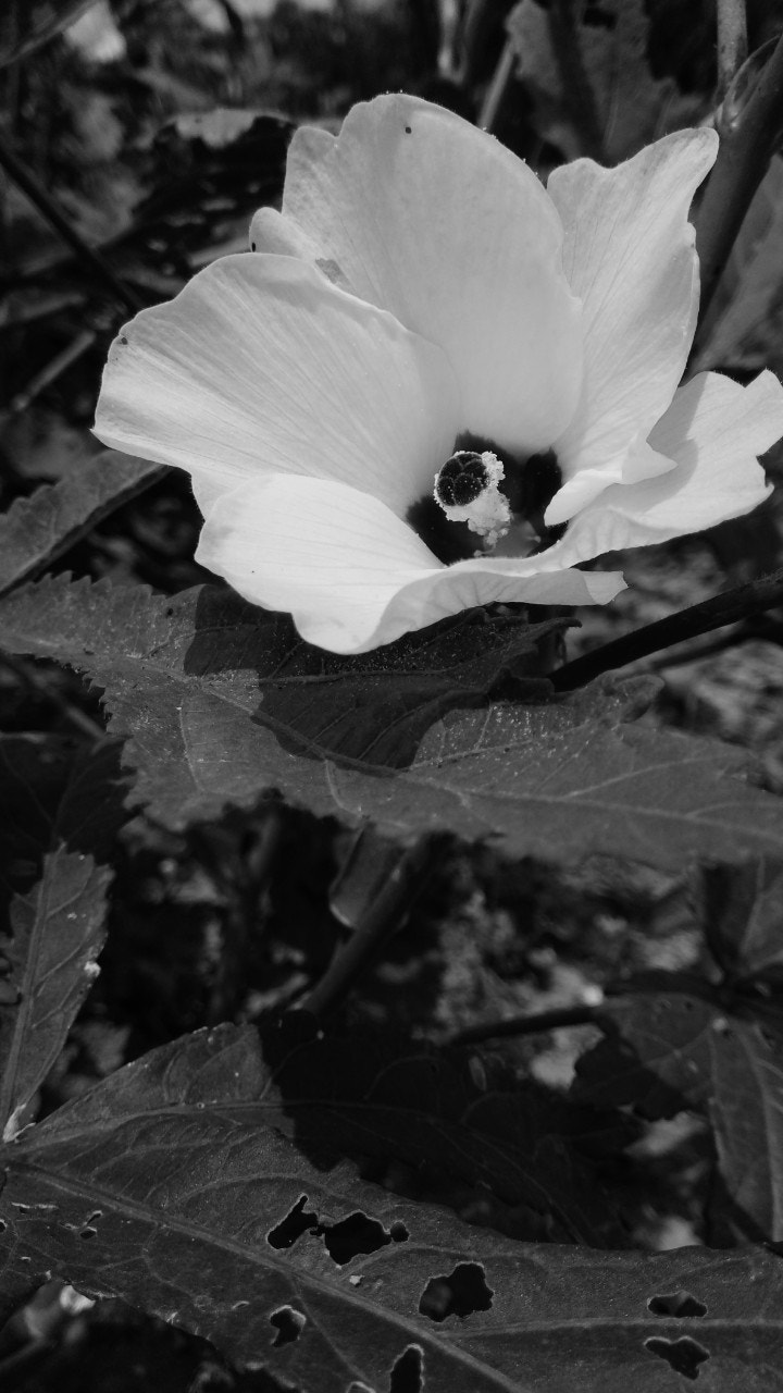 GIONEE A1 lite sample photo. Flower photography
