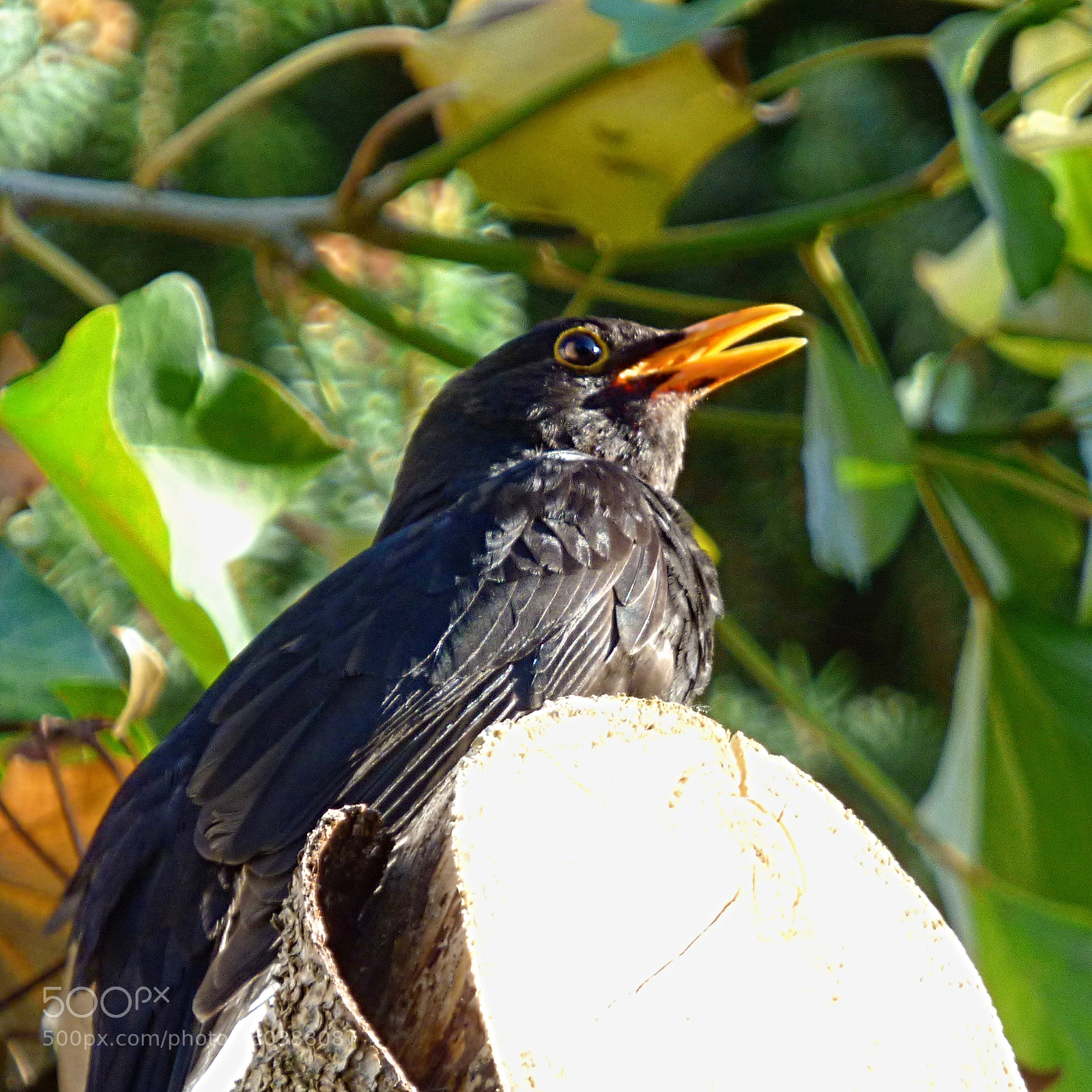 Panasonic DMC-FZ72 sample photo. Amsel photography