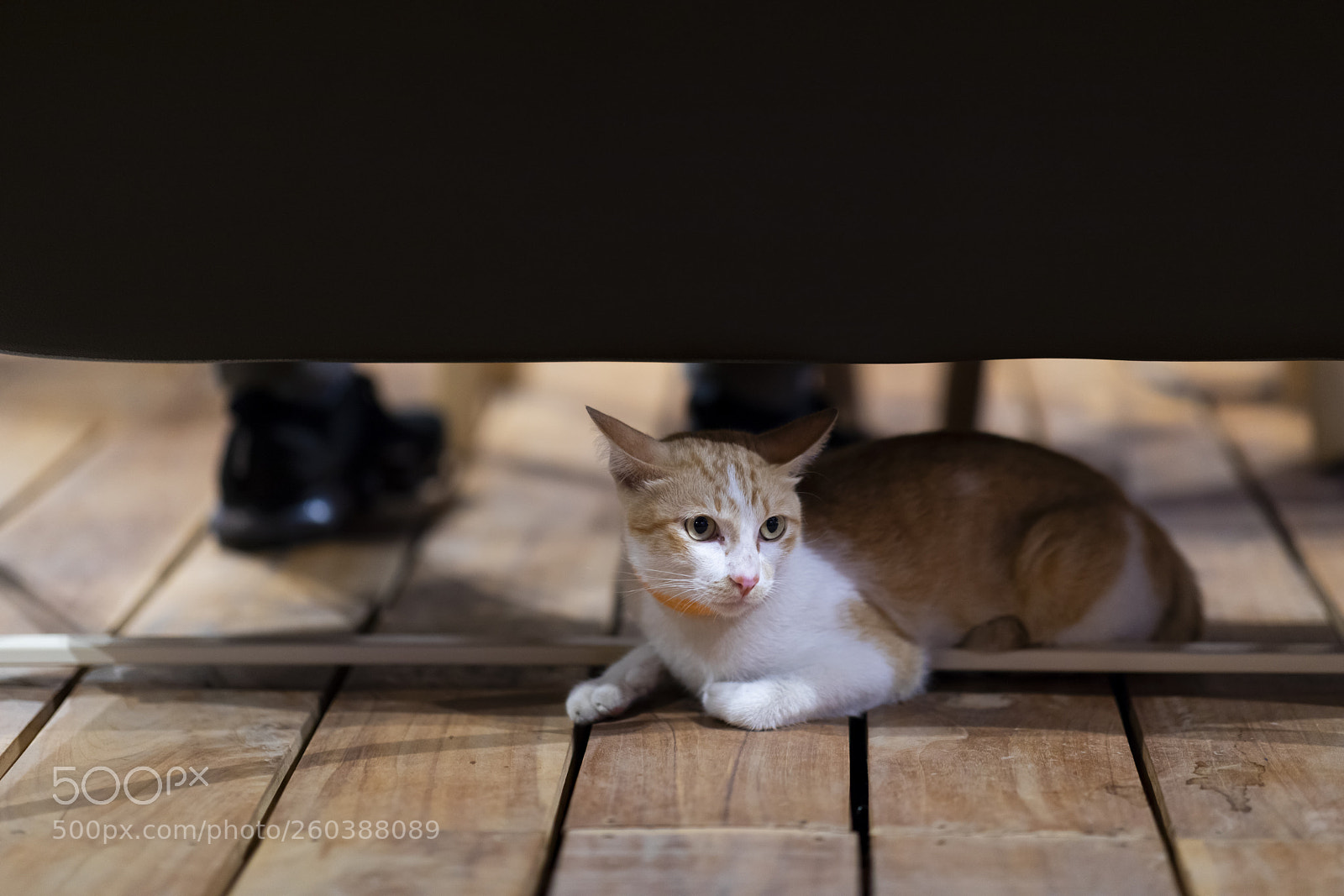 Canon EOS 5D Mark IV sample photo. Portrait of cat on photography