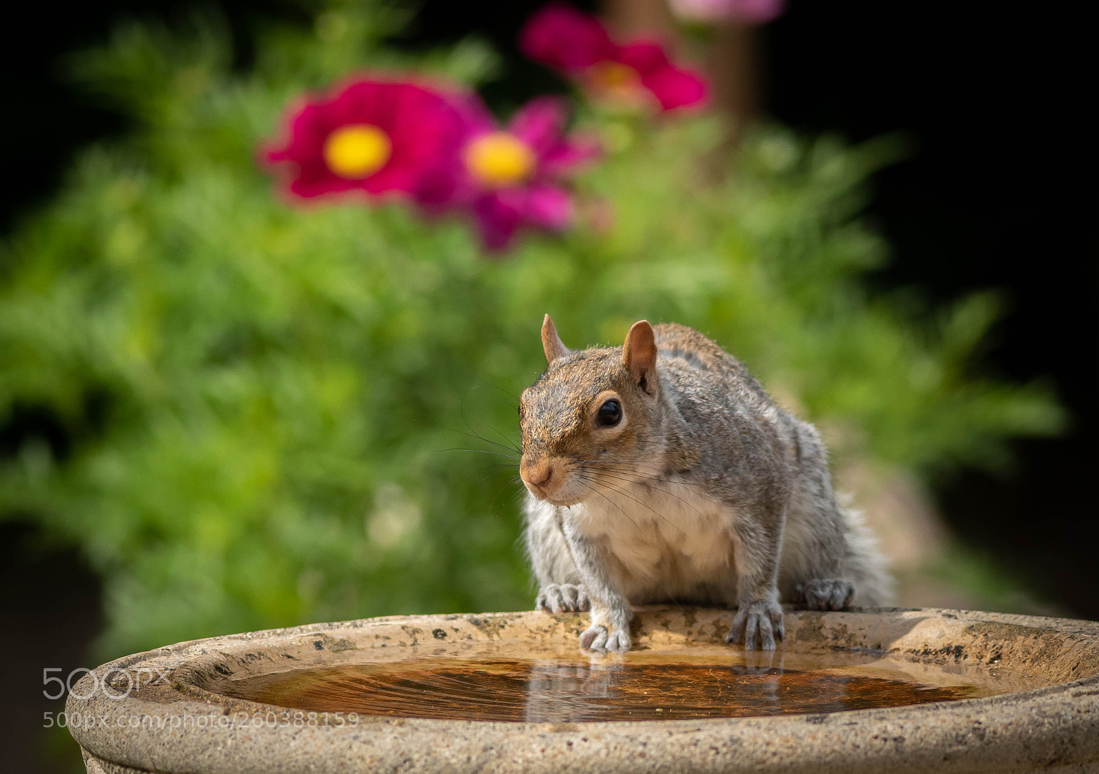 Canon EOS 5D Mark IV sample photo. Grey squirrel.jpg photography