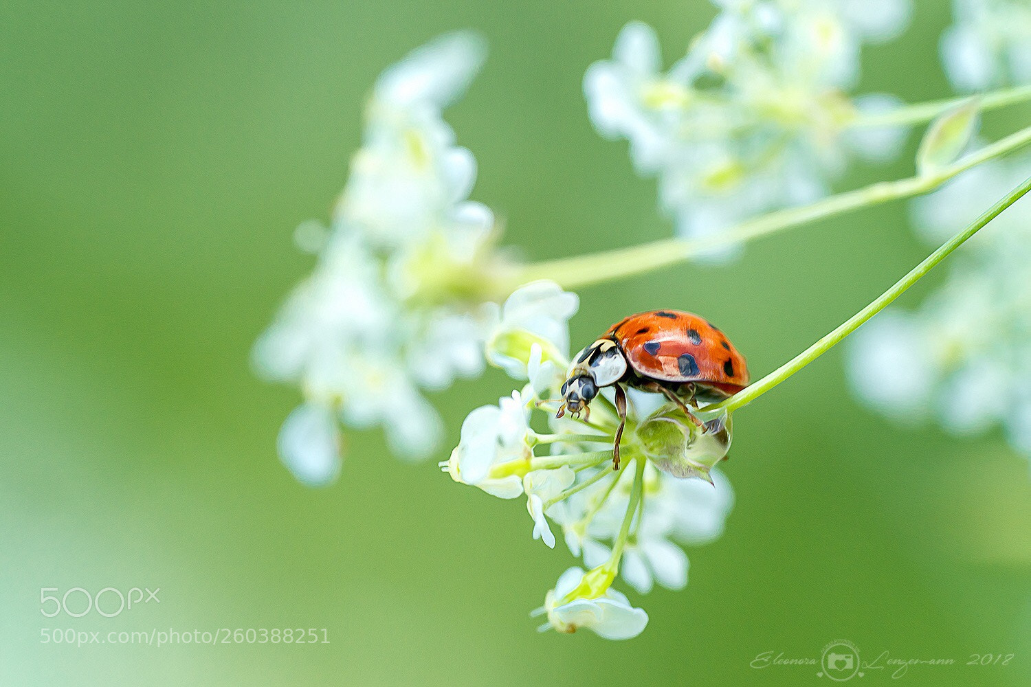 Sony a7 II sample photo. Ladybug photography