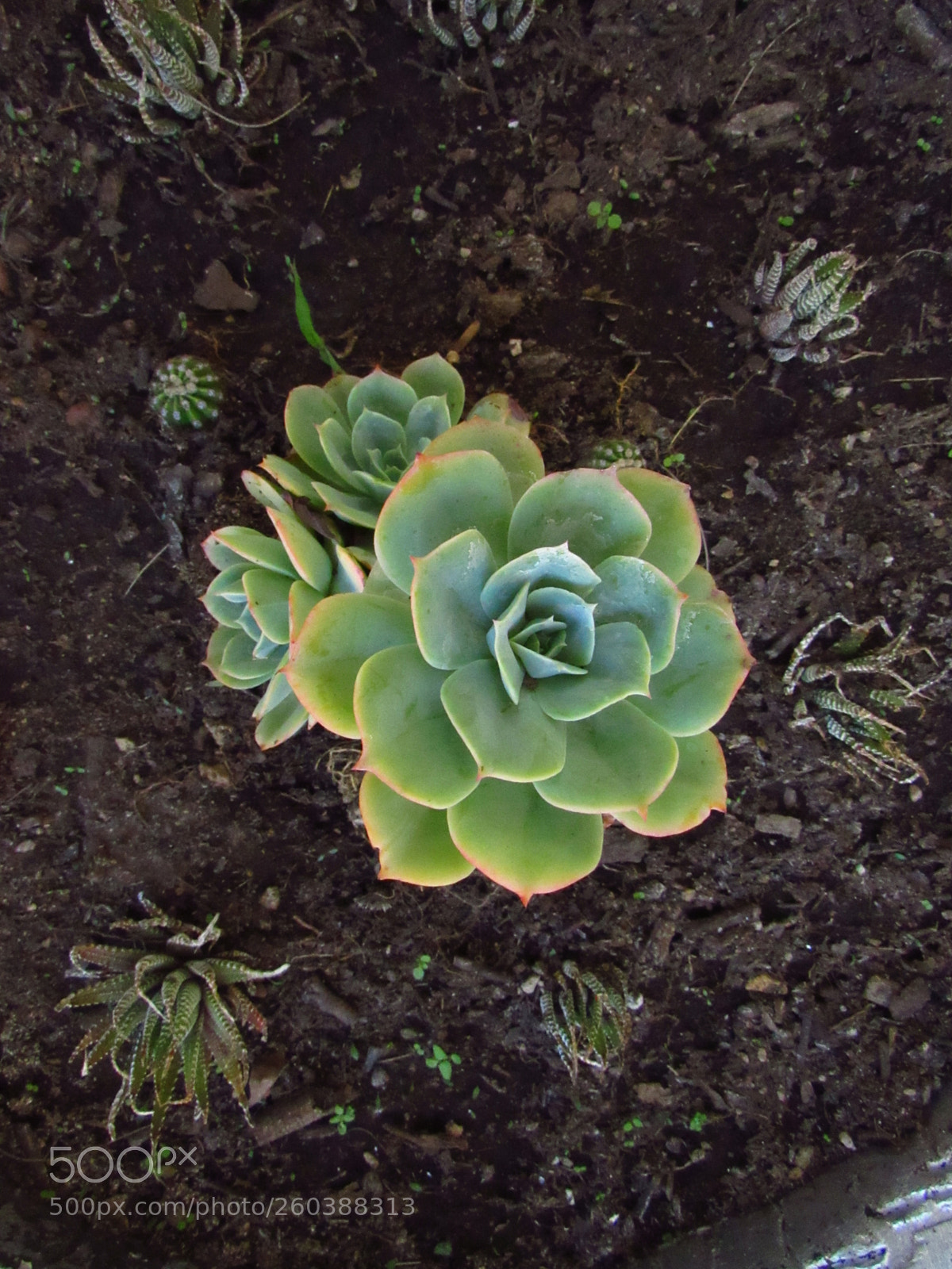 Canon PowerShot SX530 HS sample photo. Peculiar photography