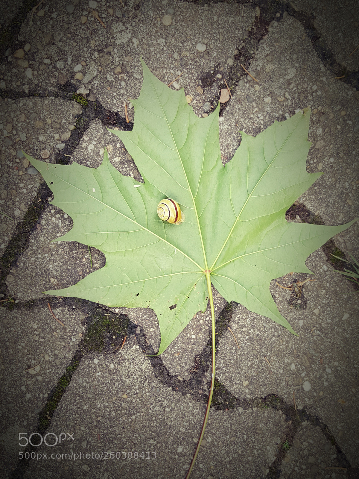 Samsung GALAXY S6 edge sample photo. Snail on a marble photography