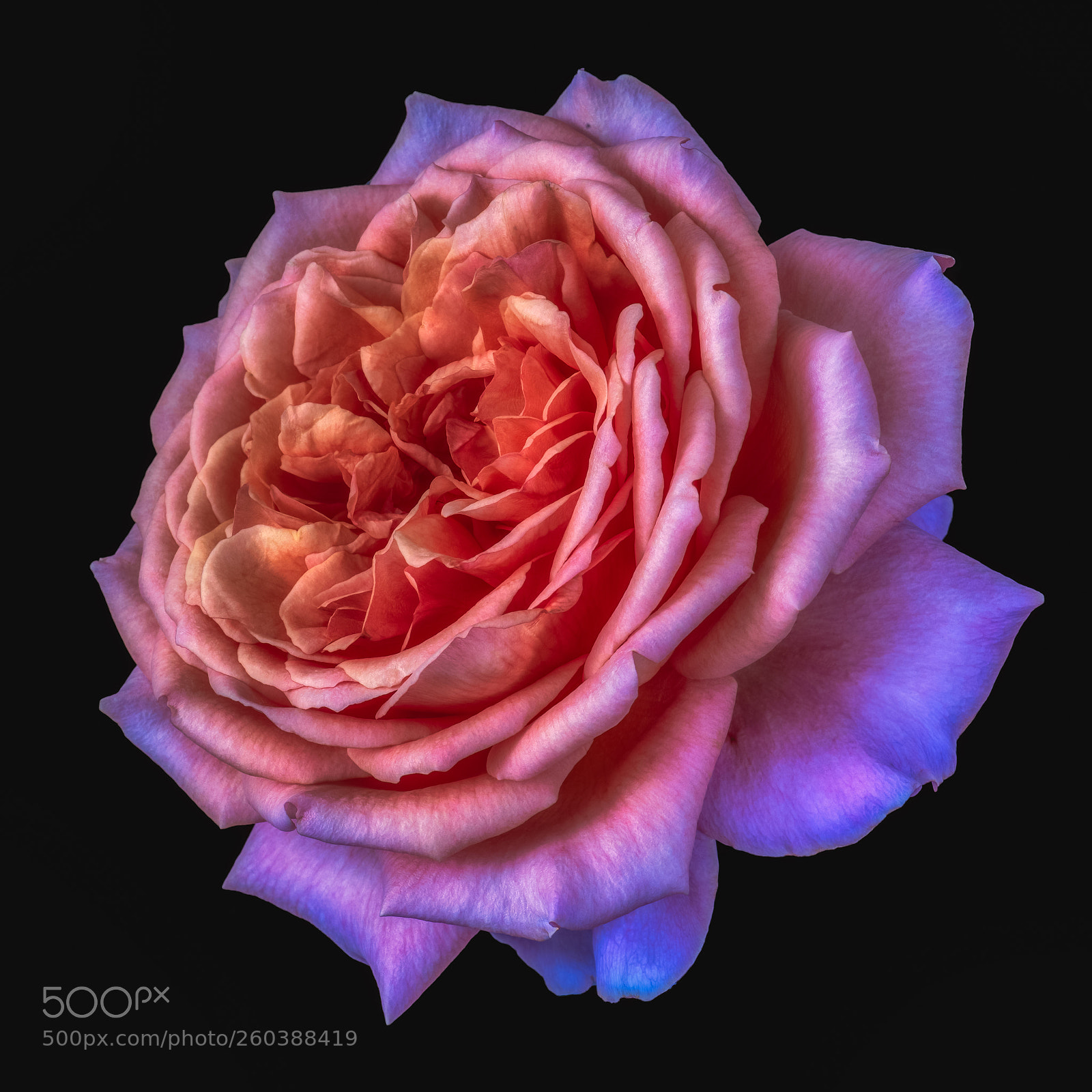 Nikon D810 sample photo. Blooming photography