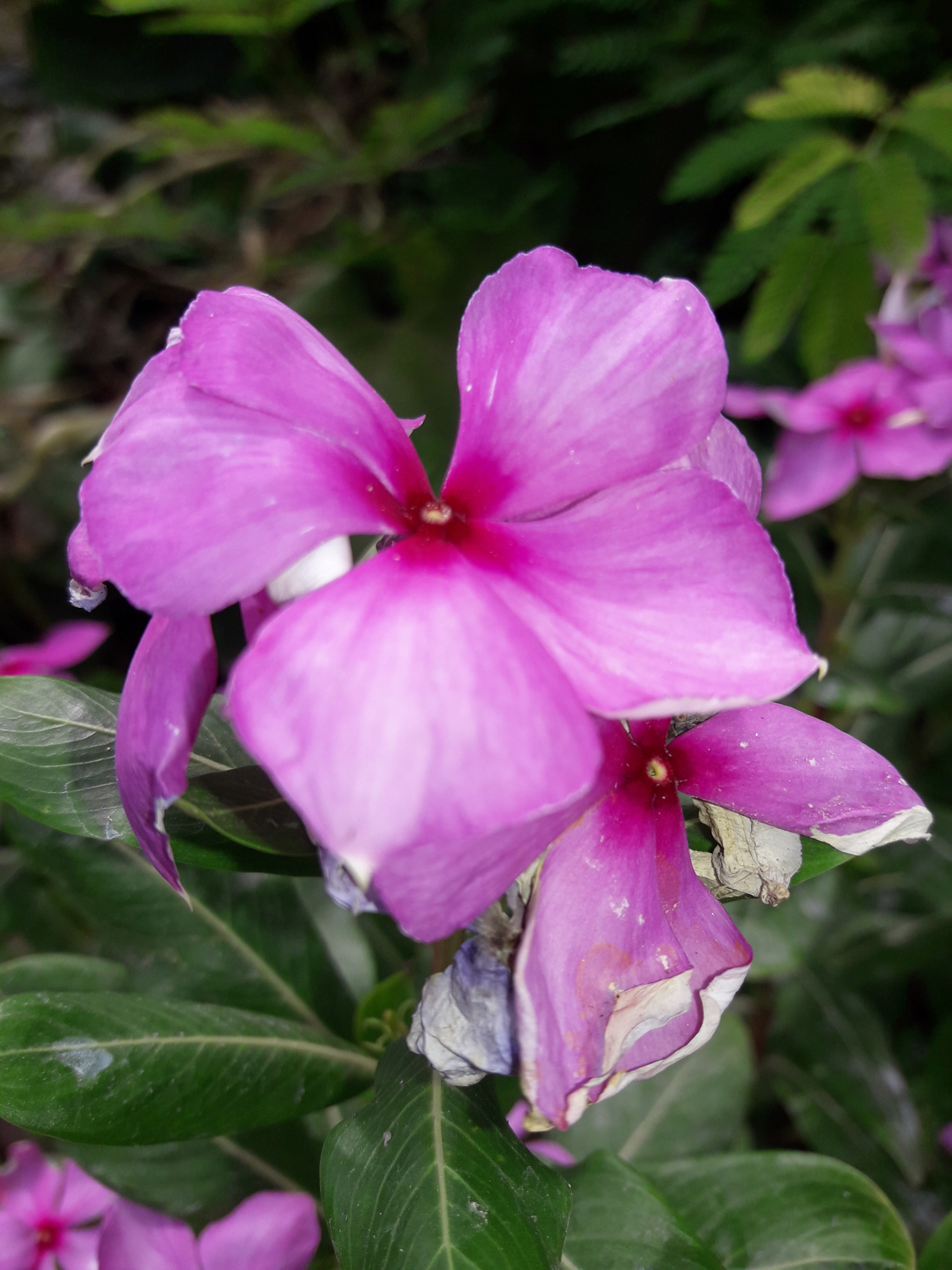 Samsung Galaxy J7 Neo sample photo