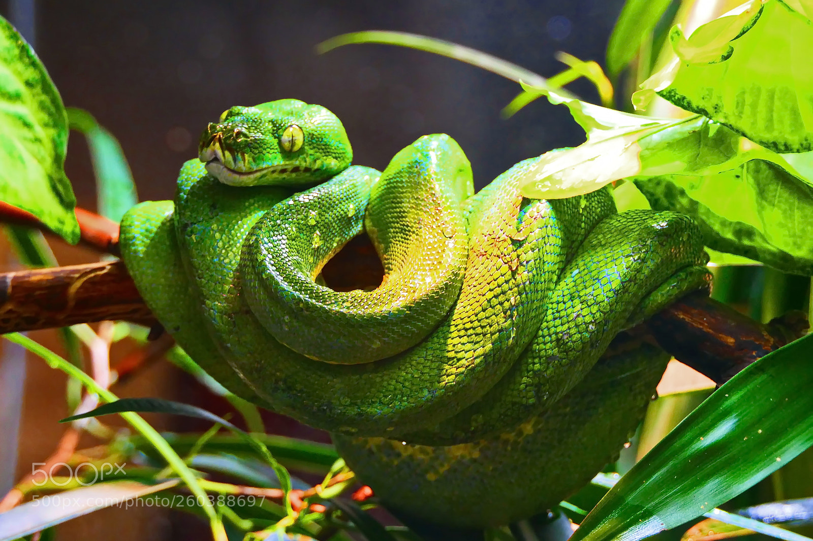 Panasonic Lumix DMC-FZ2500 (Lumix DMC-FZ2000) sample photo. Green snake photography