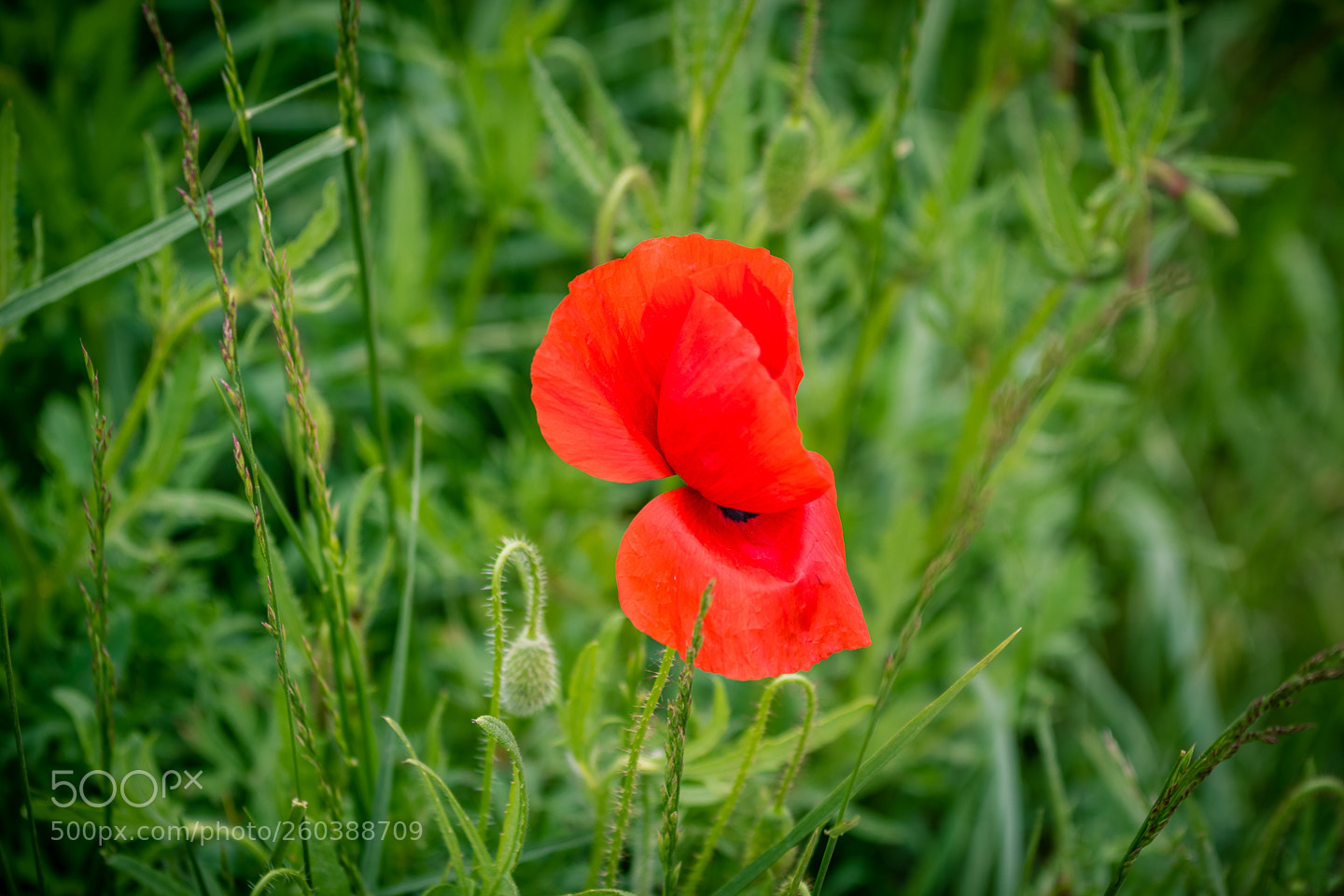 Canon EOS 7D Mark II sample photo. Red poppy photography