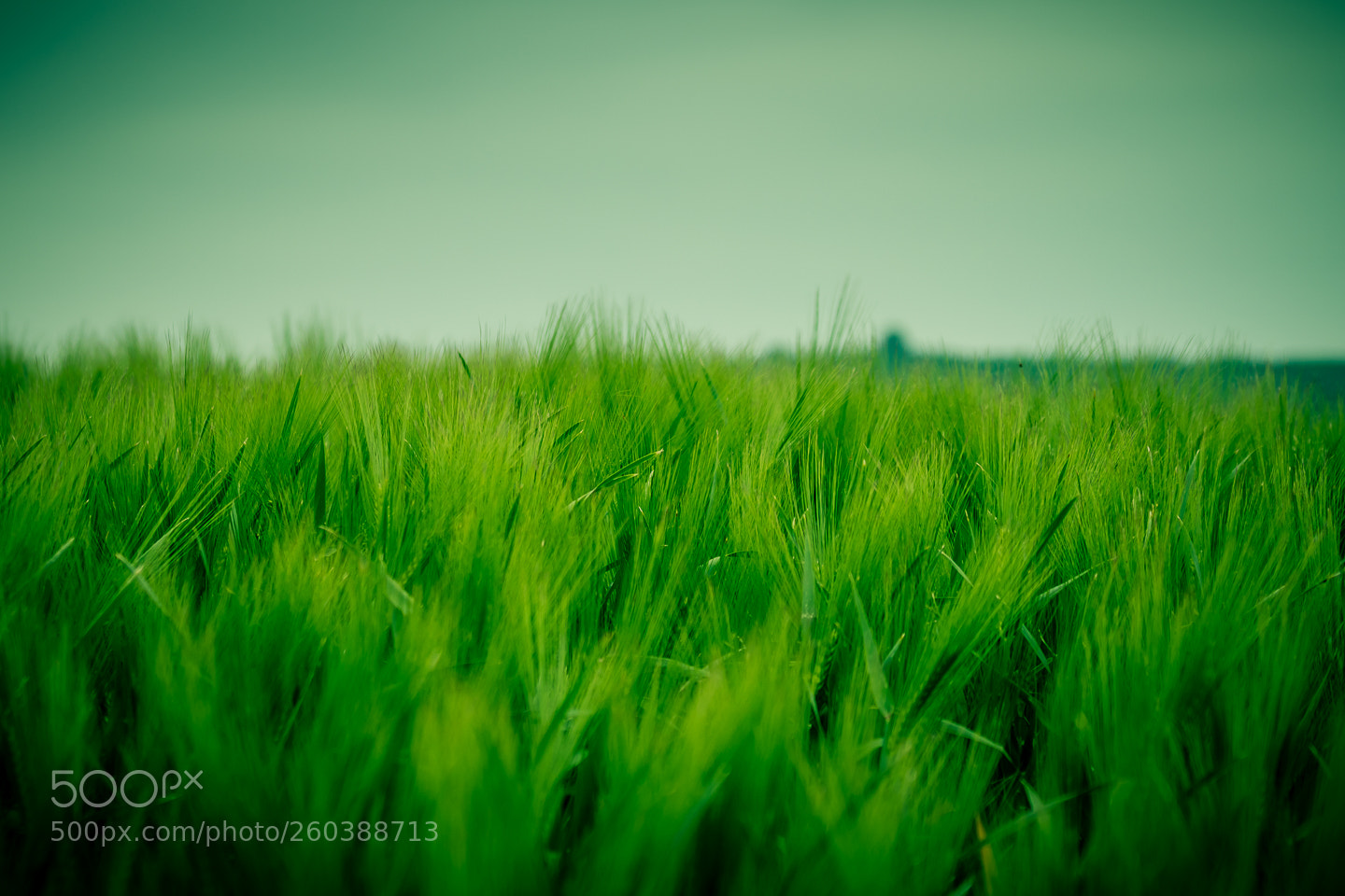Canon EOS 7D Mark II sample photo. Field of barley photography